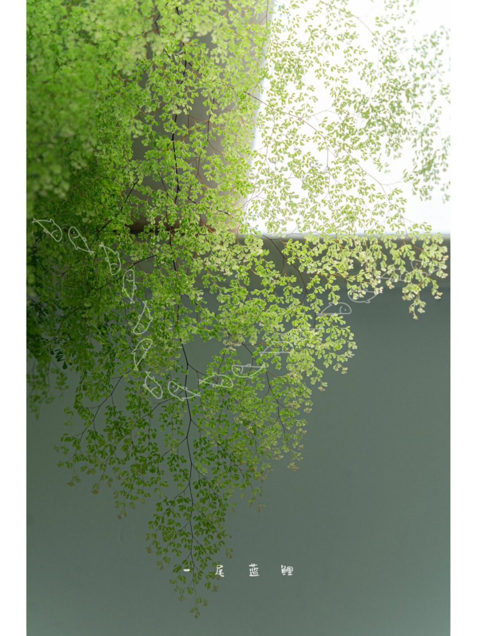 细叶铁线蕨  铁线蕨不容易养死,但很容易养残