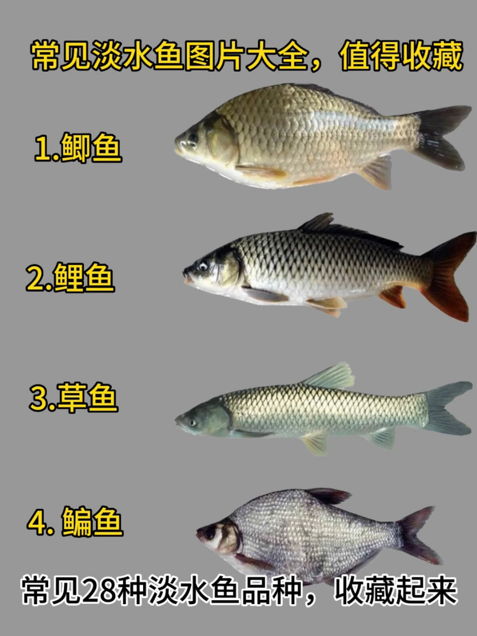 常见食用鱼种类图片