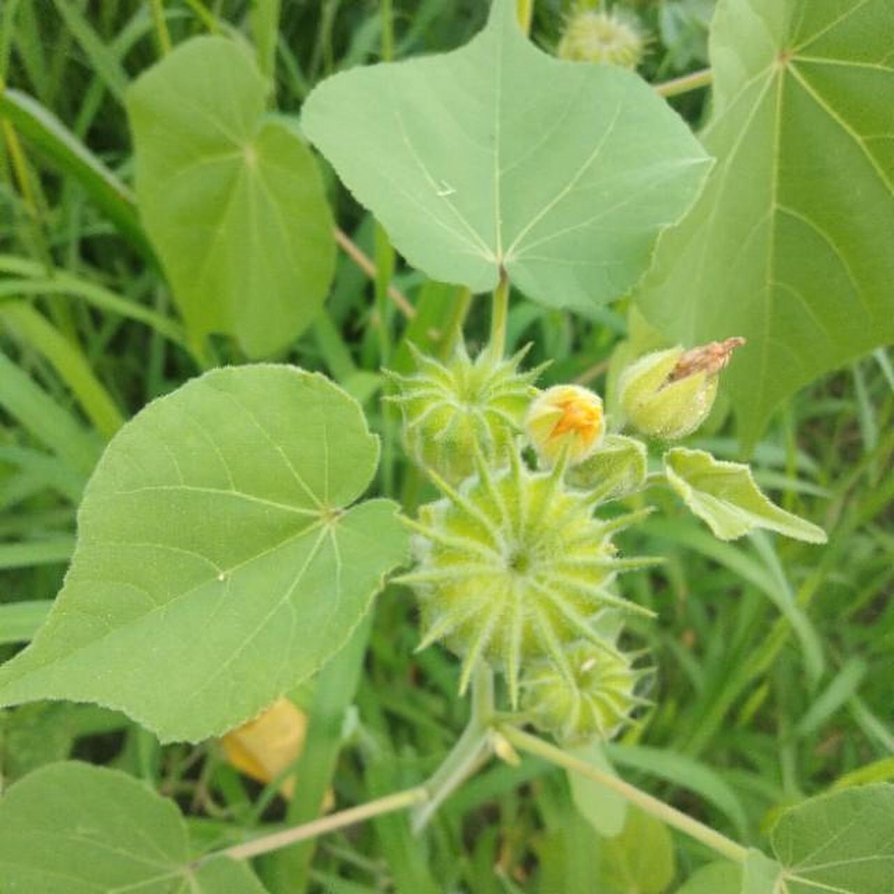 苘麻花期图片