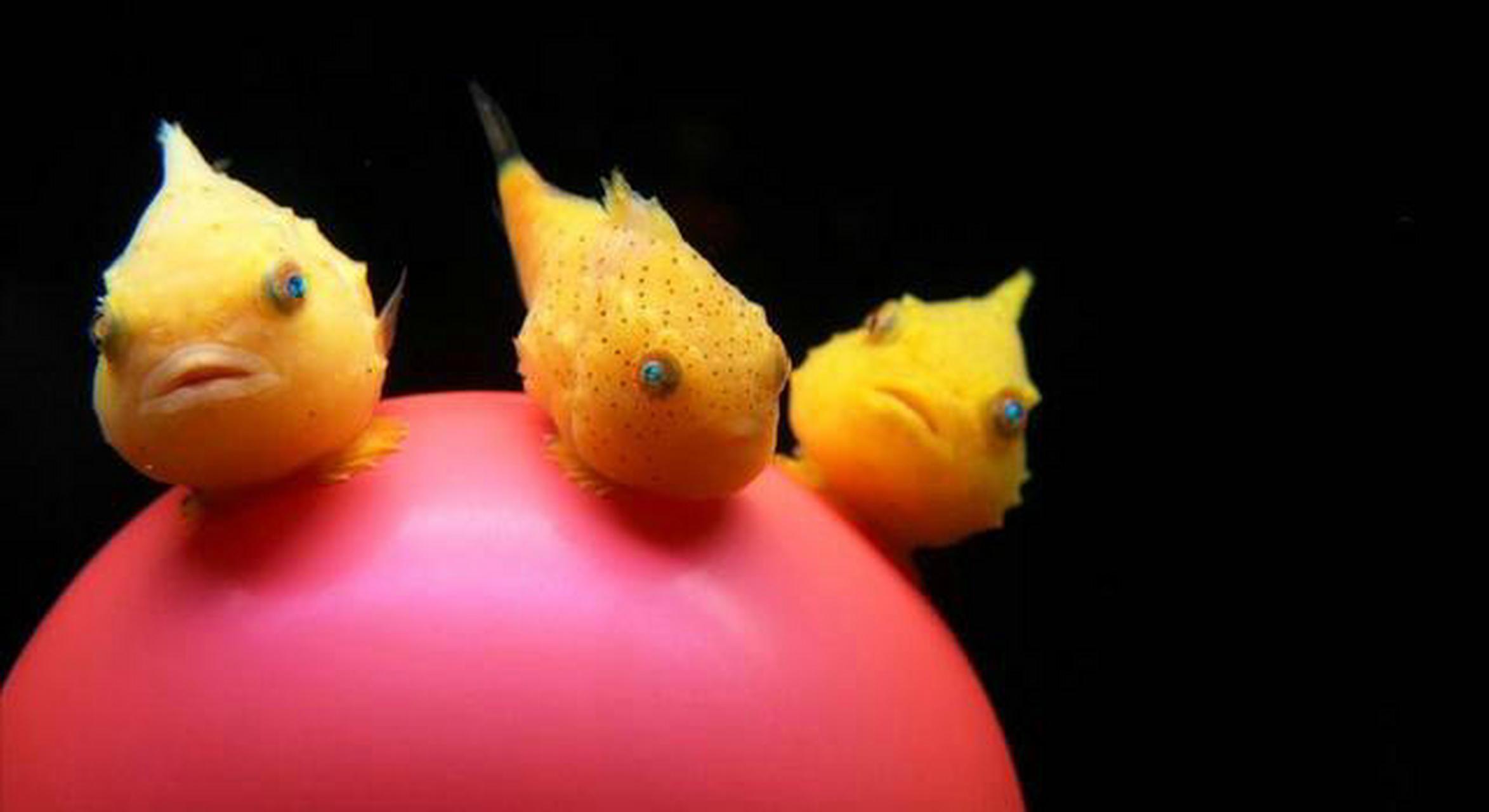 太平洋塔氏刺狮子鱼非常可爱的一种鱼类,像日本动画大师宫崎骏的作品