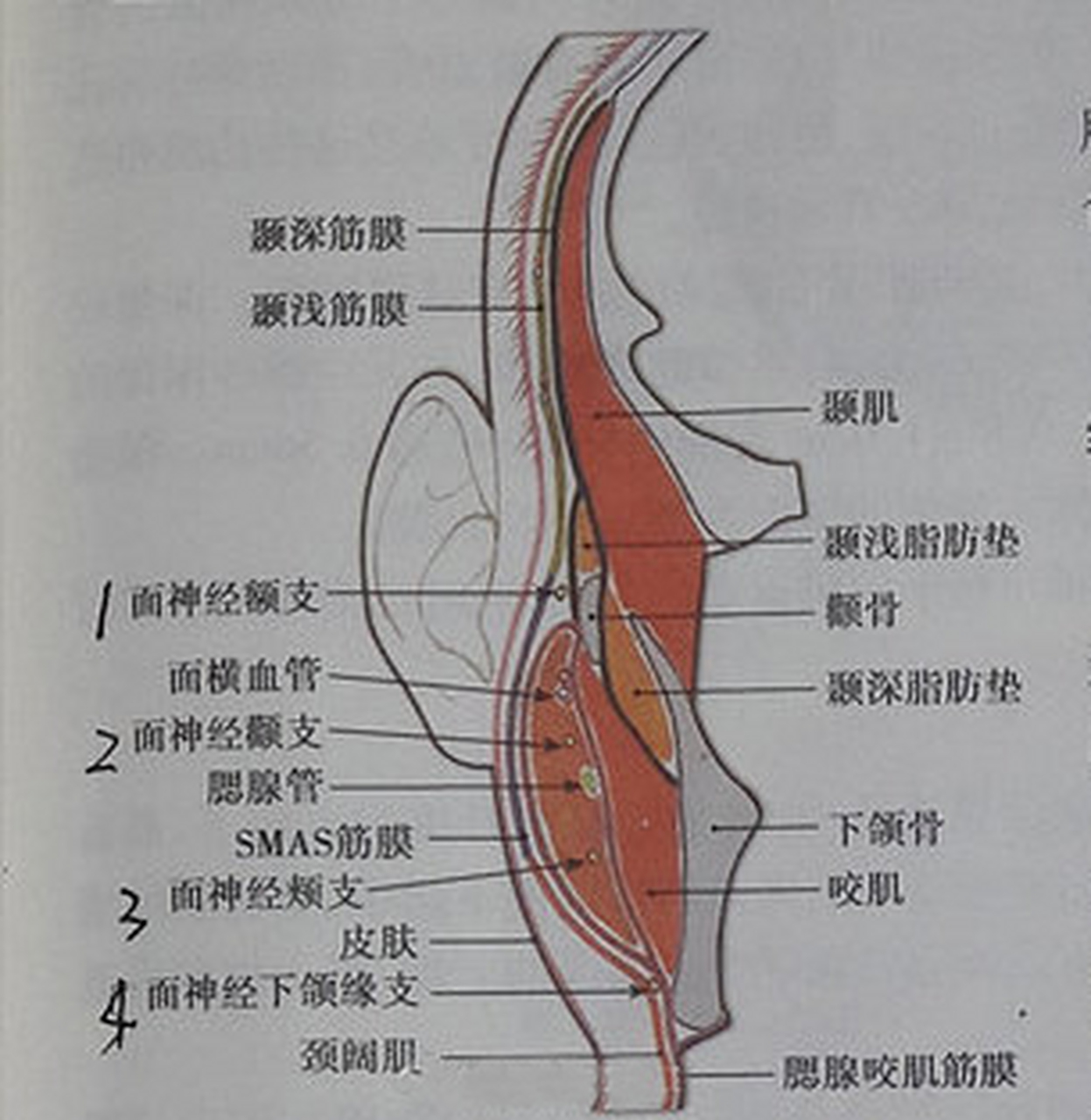 注射这个部位首先我们要知道颞部的详细解剖结构