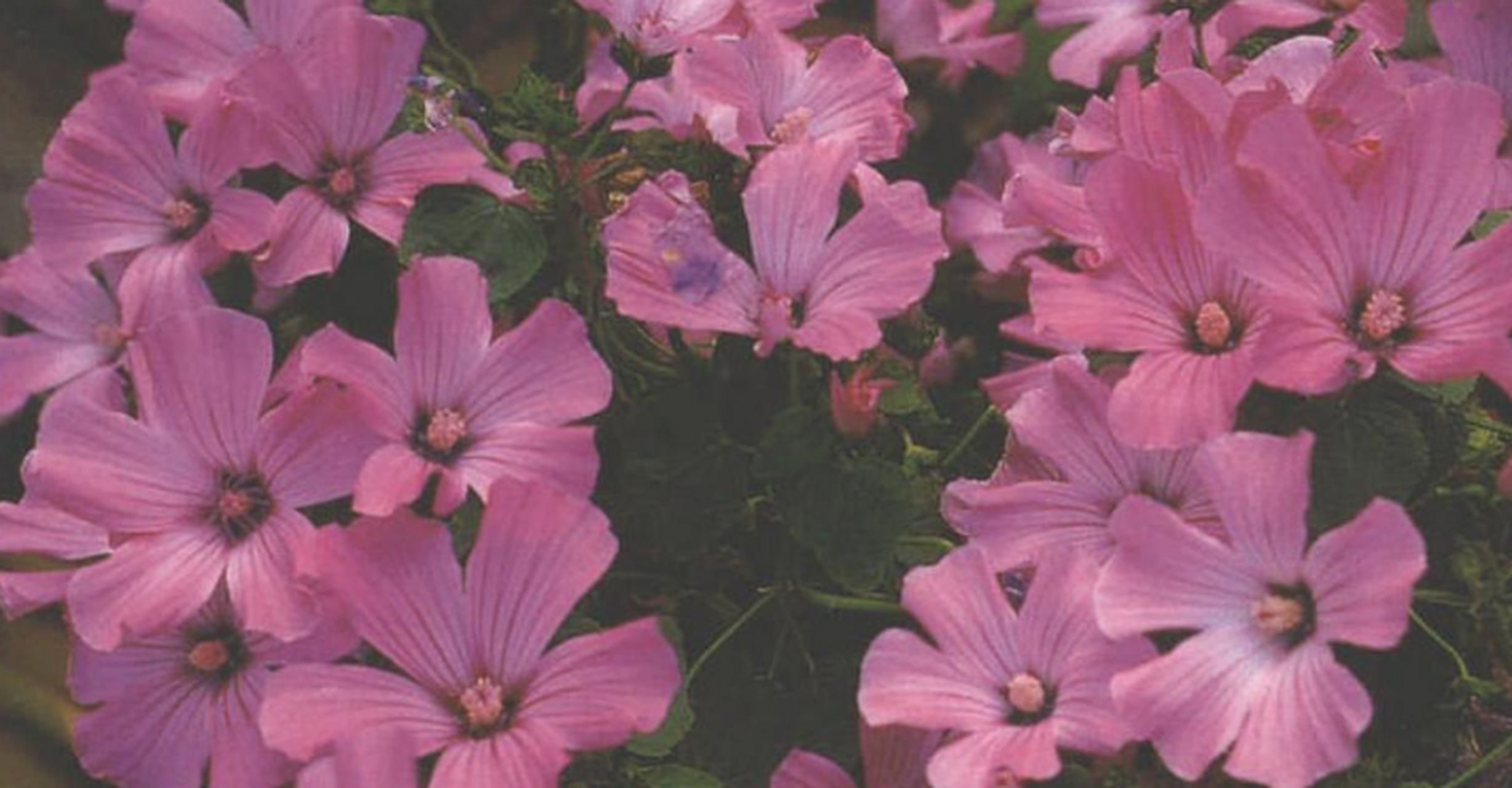 花葵,别名裂叶花魁,是锦葵科花葵属一年生草本植物,少分枝,被短柔毛.