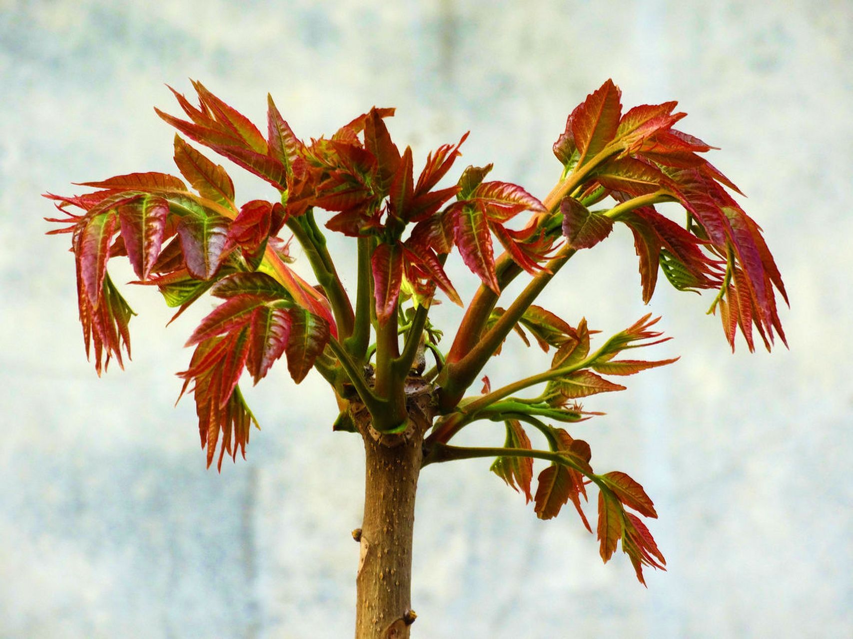 为何香椿树比毒蛇还可怕?农村不怕蛇进家门,就怕香椿高过房,  最近,一