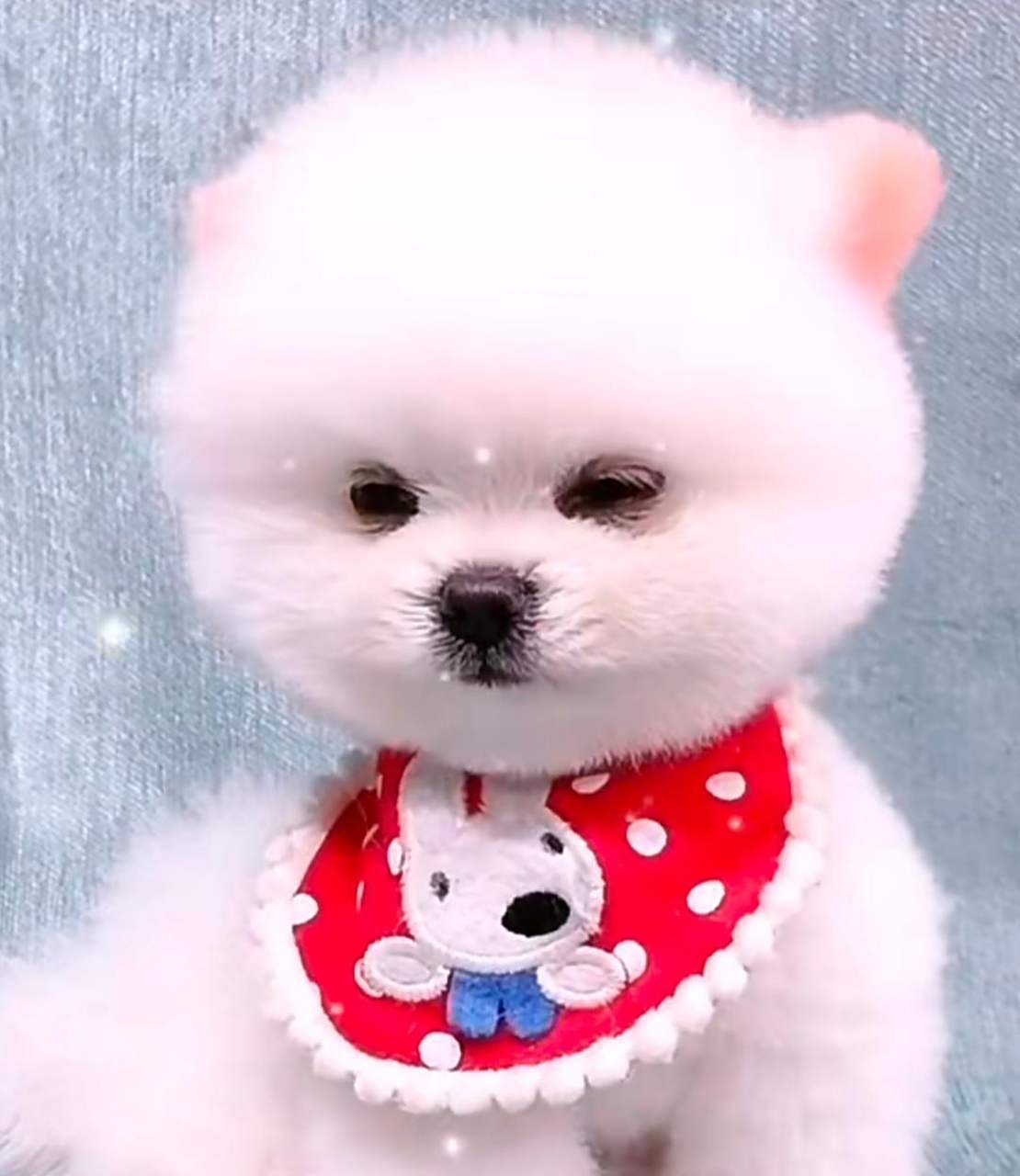 萌萌的小奶狗来了,可爱吧!