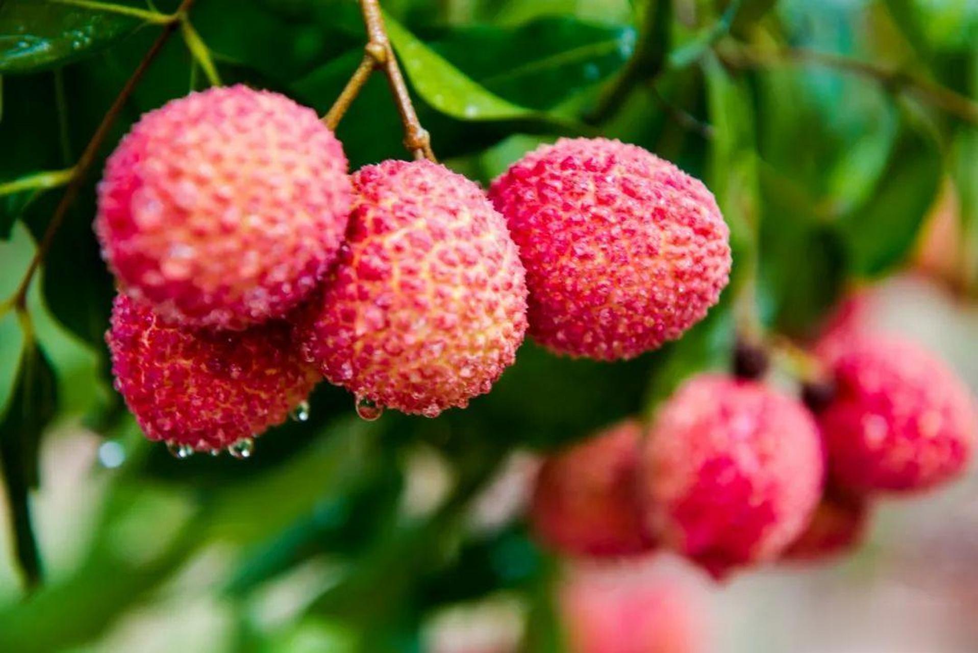 大妈的精选   『 正品陆侨无核荔枝】海南独有稀缺果品 无核无渣 肉如