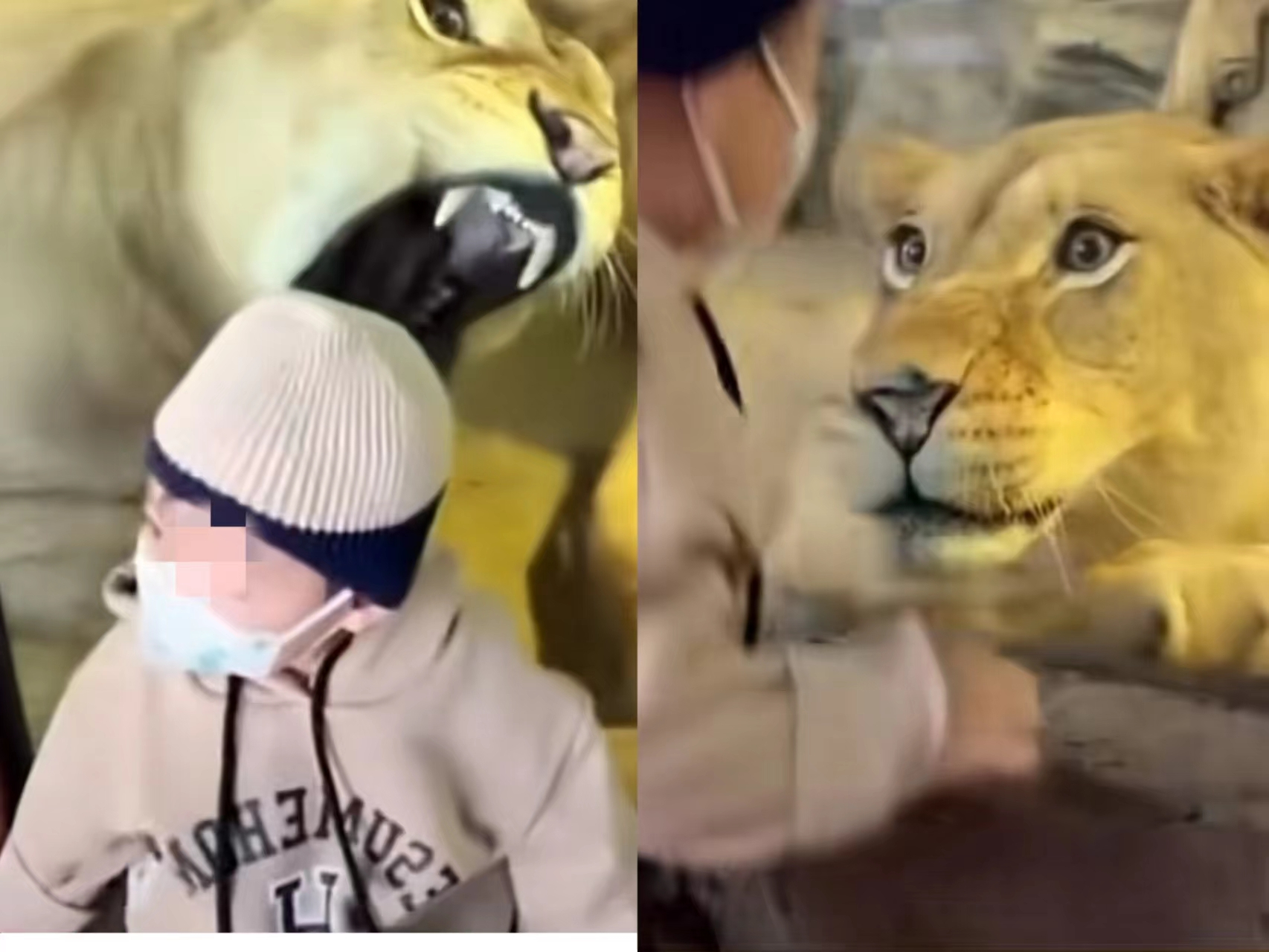 动物届的两面派,人前人后两张脸.