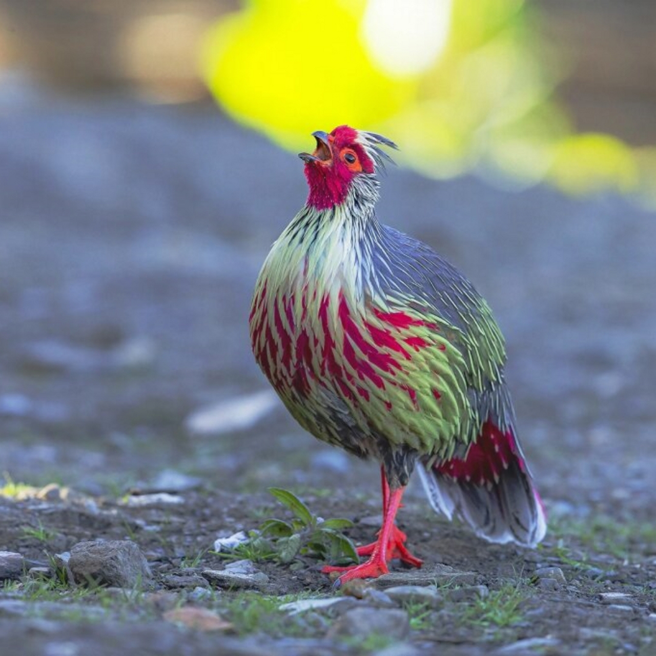 血雉,又有"松花鸡"或"血鸡"之称,得名于其眼周,尾部及双脚的鲜红用