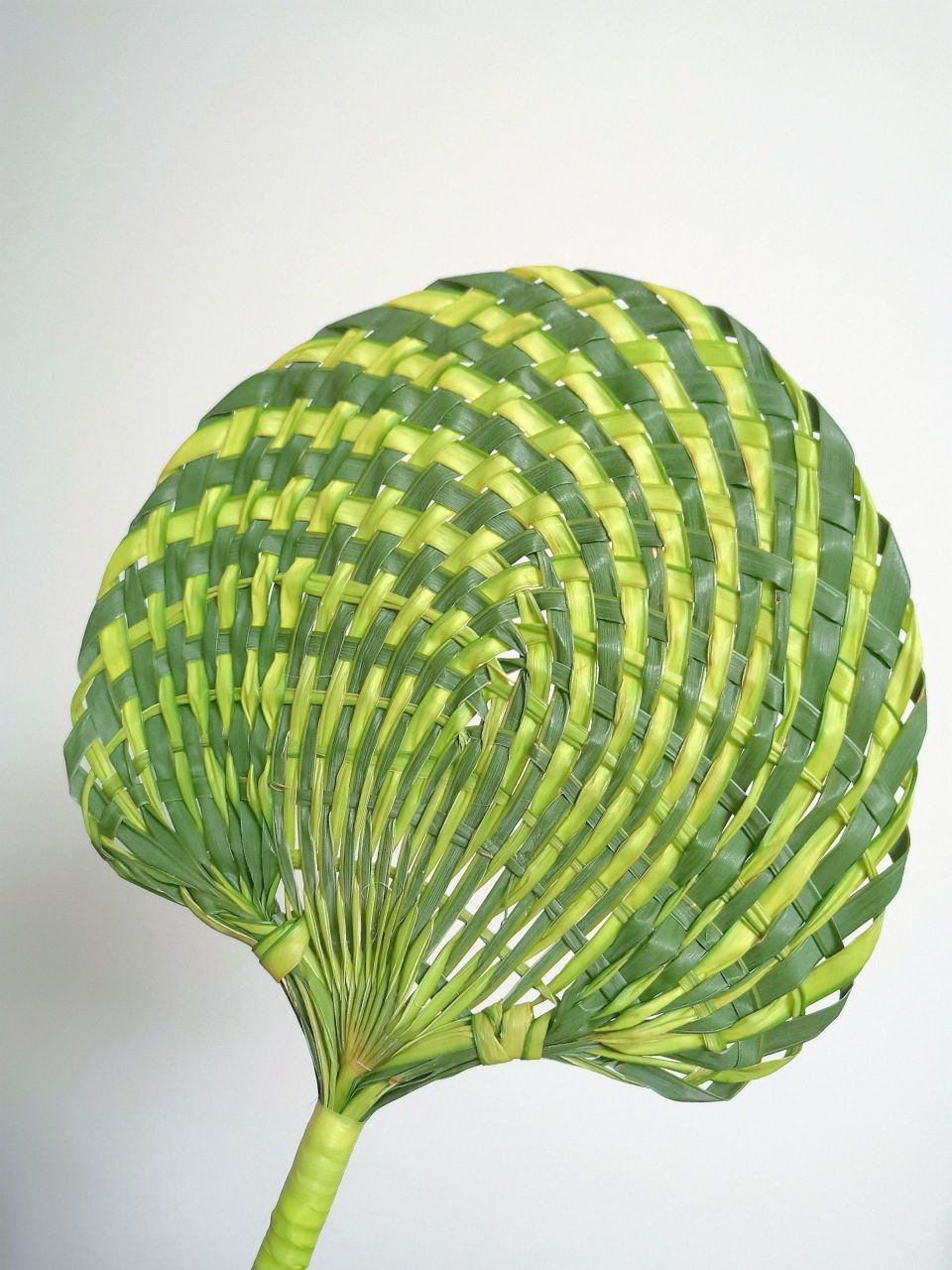 第一次编棕桐叶扇子就成功啦!