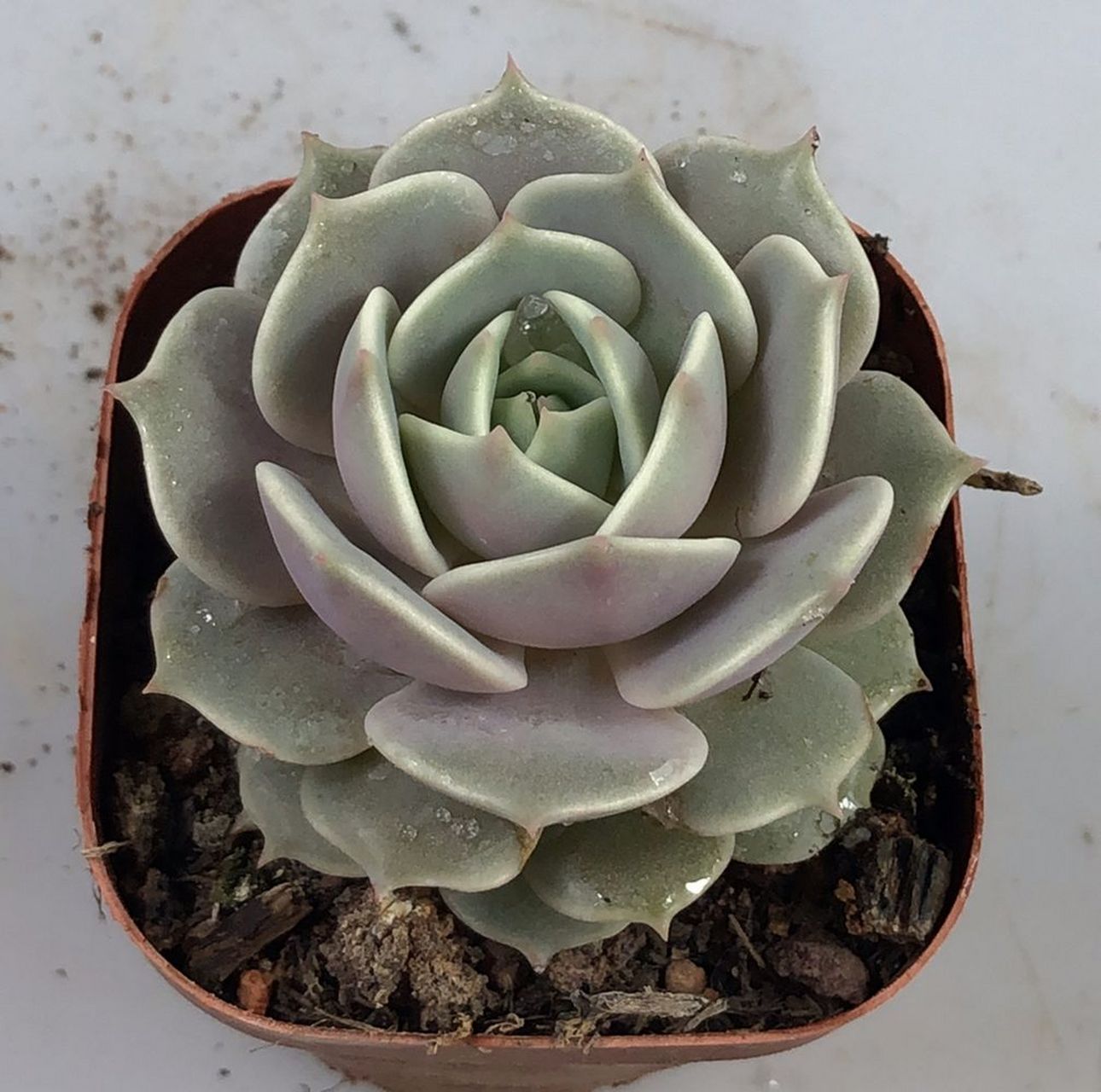 多肉初认识——露娜莲 露娜莲是景天科 拟石莲花属 由丽娜莲和静夜