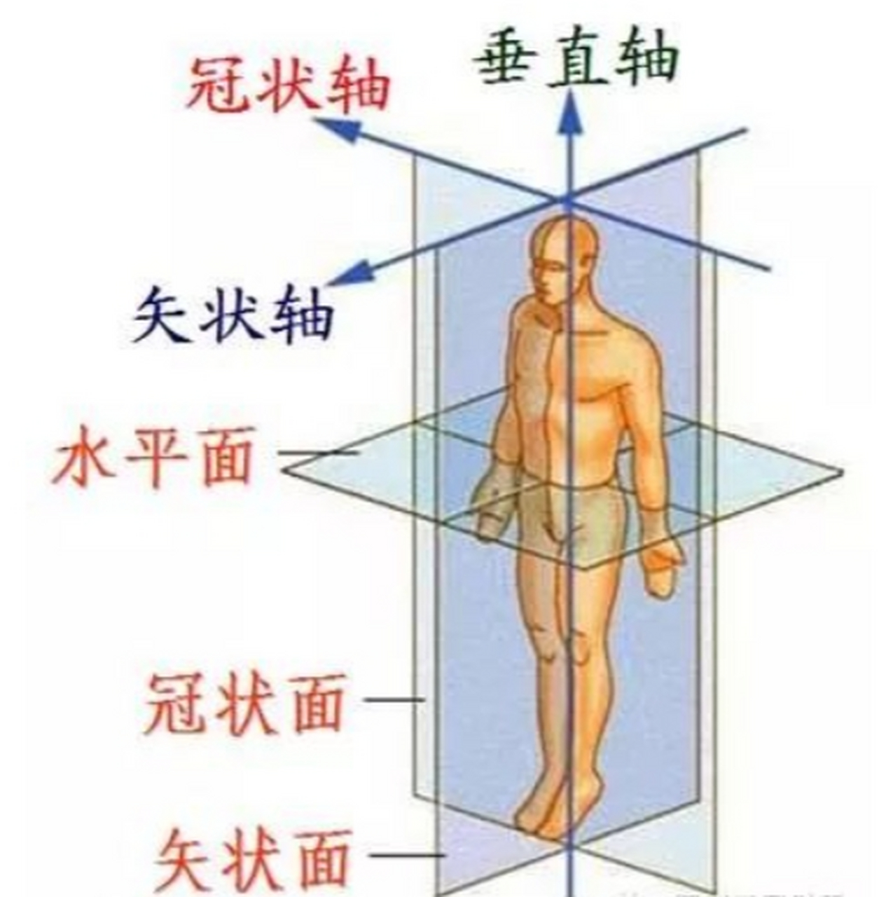 解剖学三个轴和面图解图片