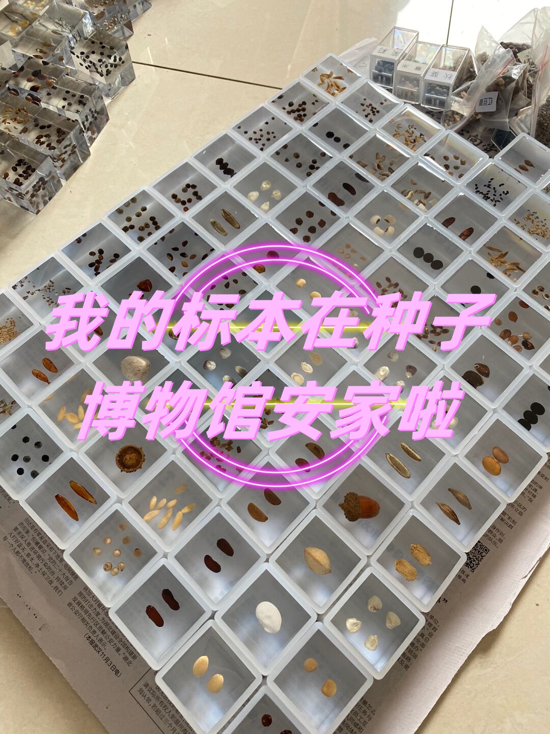 我的标本在种子博物馆安家啦