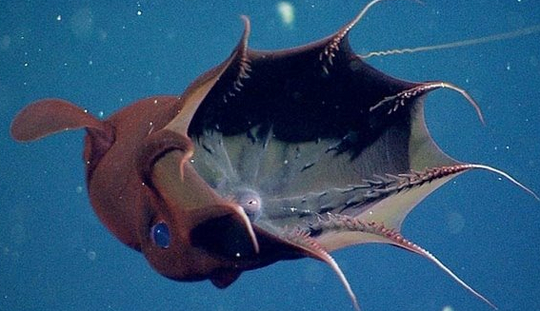 每日生物之吸血章鱼 #不常见的新鲜事物#