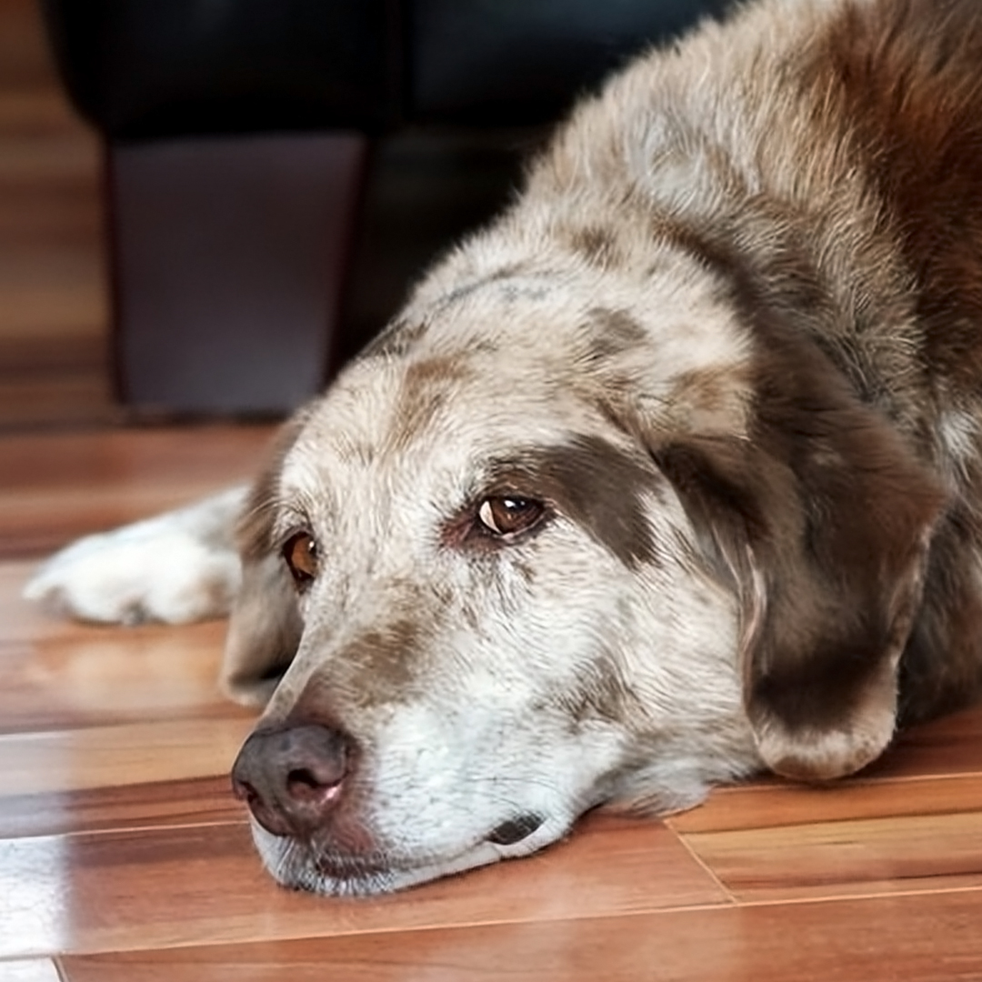 它不想让你看到它虚弱狼狈的样子;它怕自己去世会让你伤心难过;它