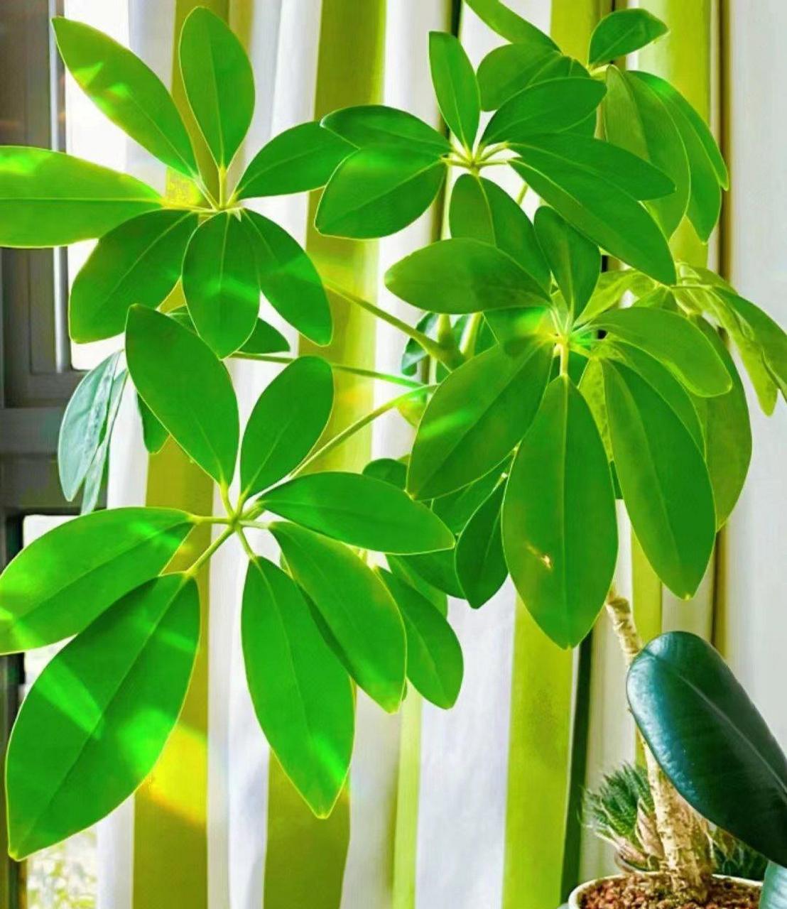 Schefflera
