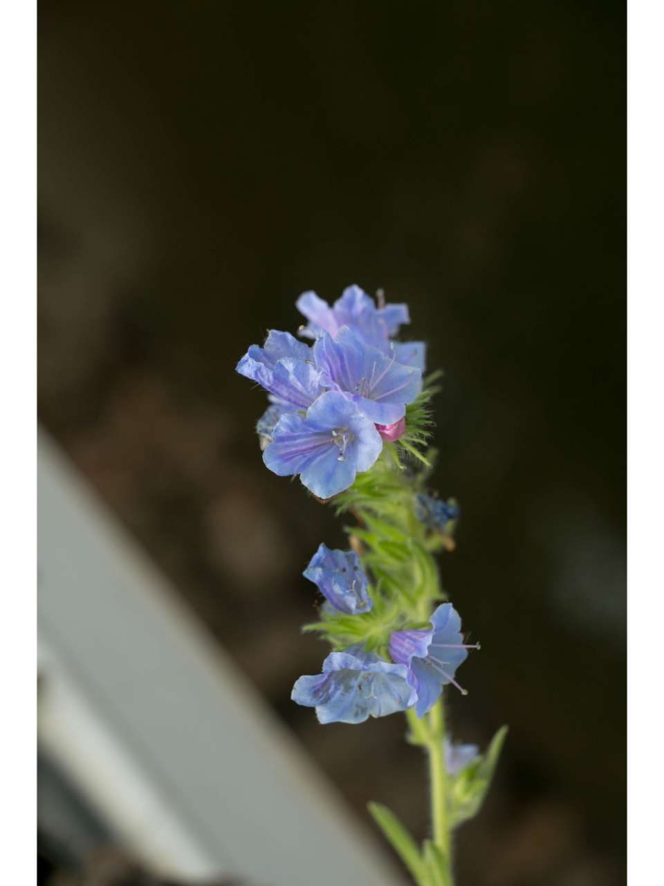 属于紫草科蓝蓟属,是一种二年生的草本植物.