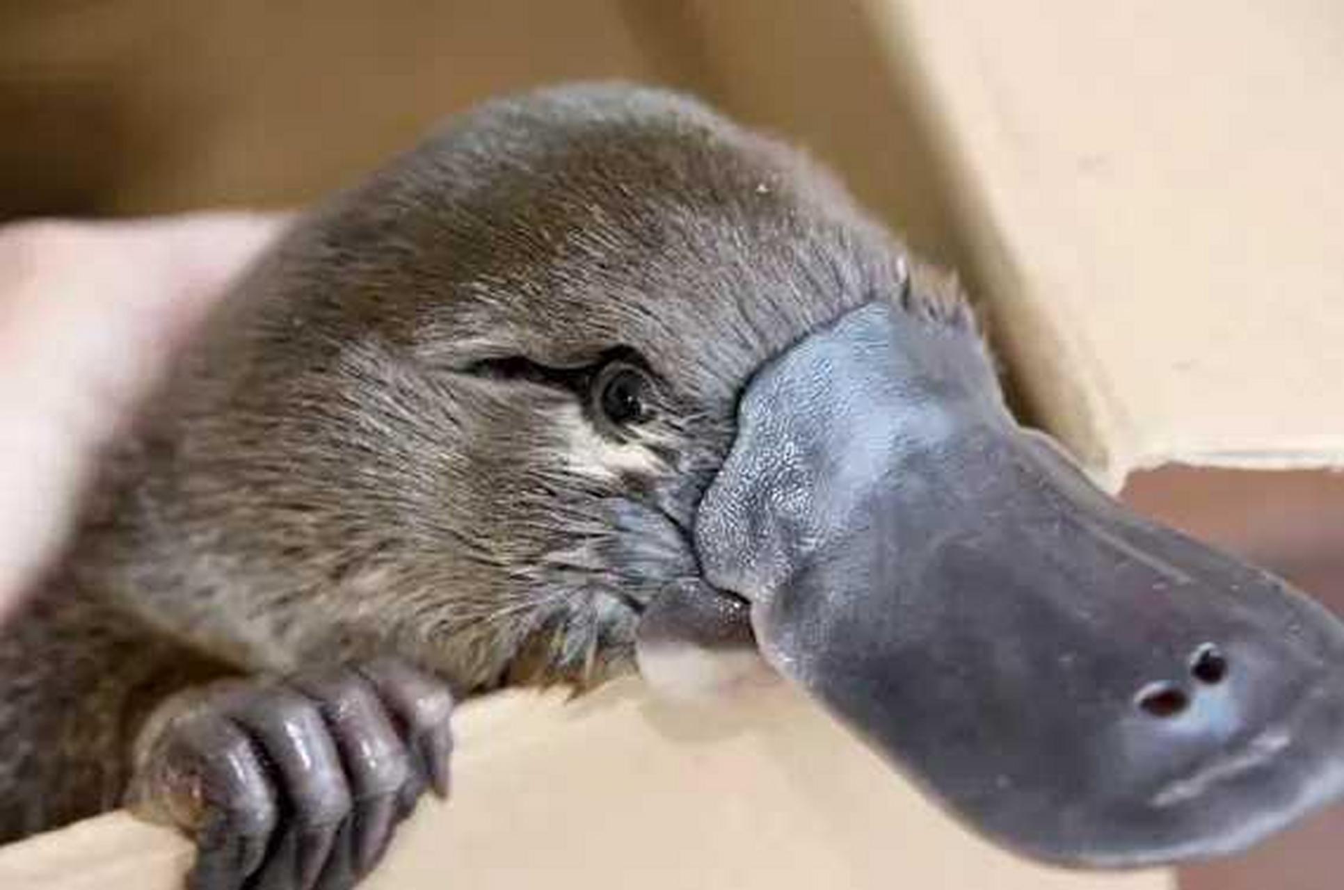 这是什么动物?好可爱,不知道叫啥名字