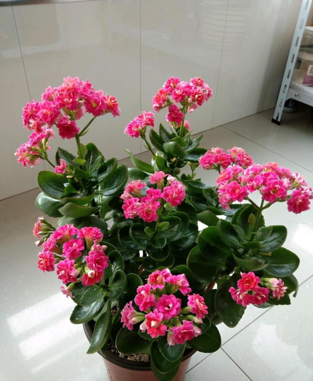 家里阳台朝北,或者采光不好的花友,可以养这种花——长寿花"依恋",一