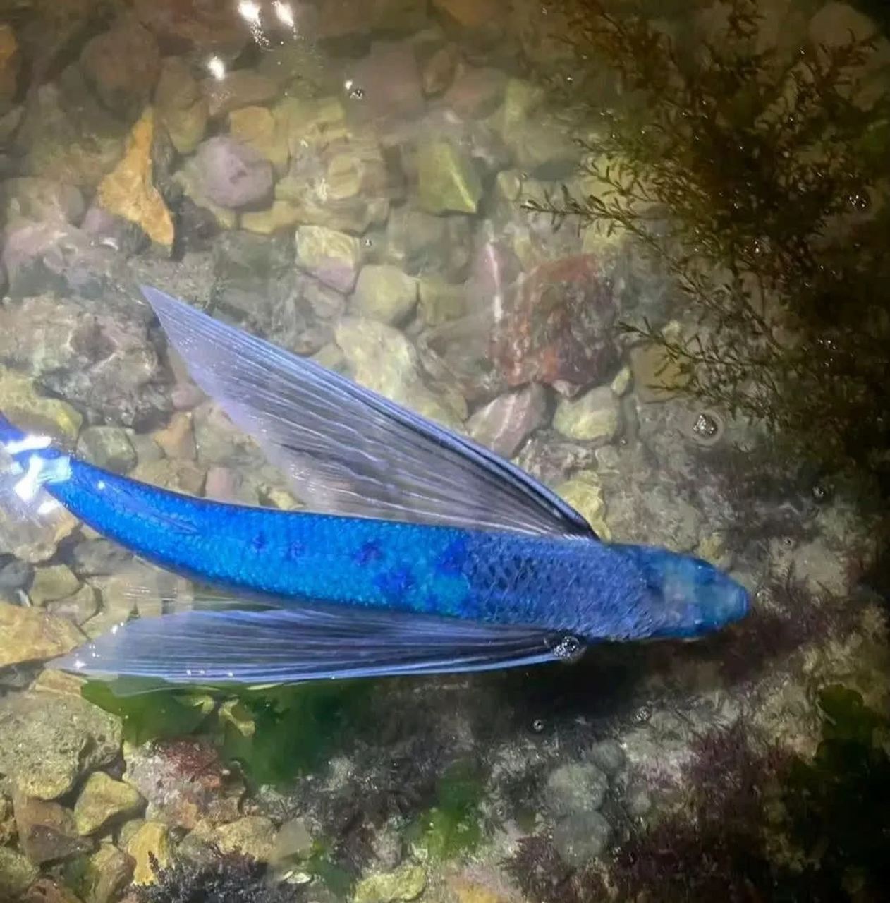 你见过蓝色的金鱼吗.[微笑]