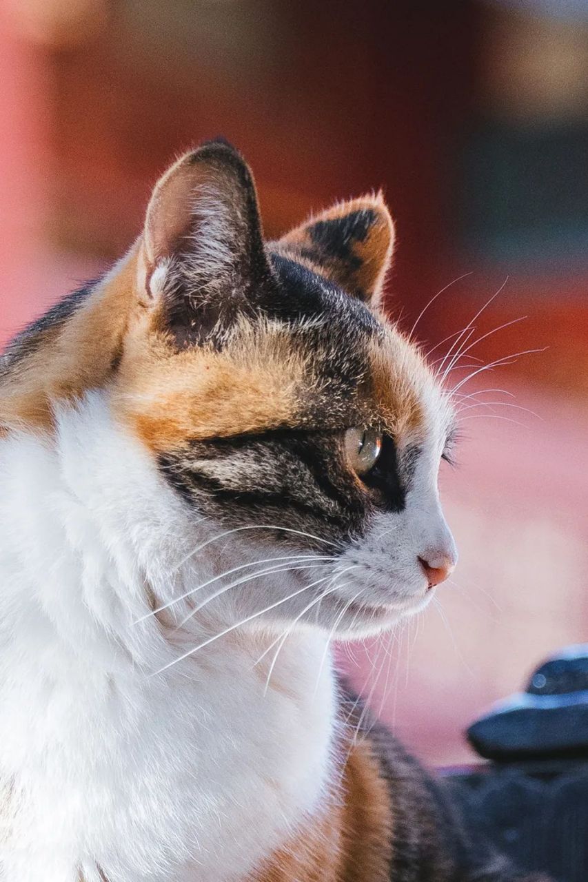 在气质这块,三花猫真的总是能死死的拿捏住[期待]