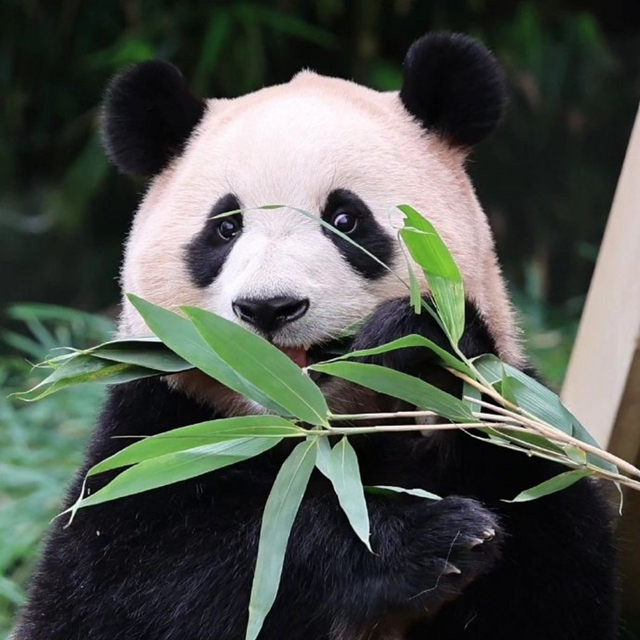 suaru_fubao  #大熊猫福宝#  #大熊猫