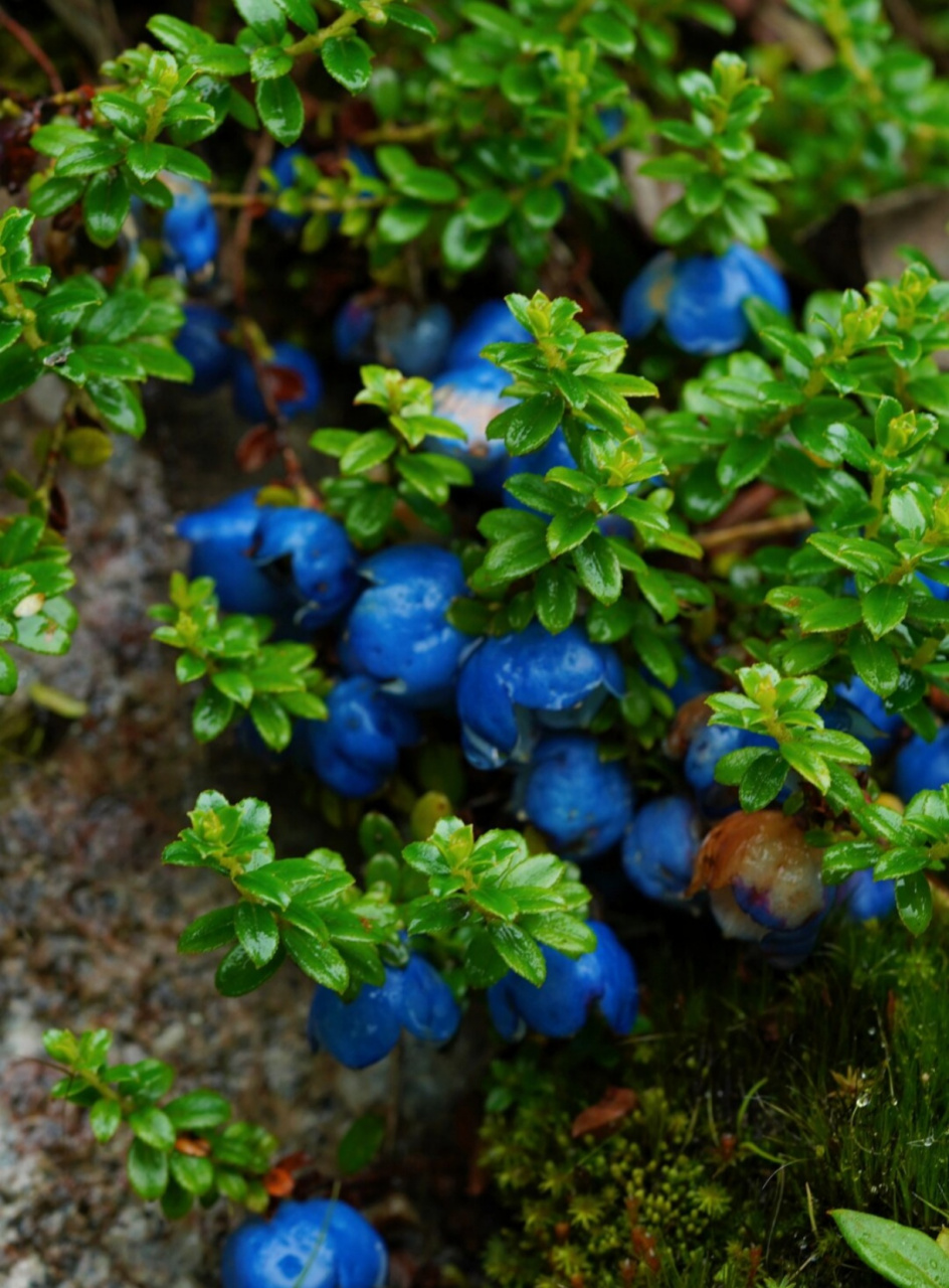 蓝宝石|植物  蓝宝石般的辉煌,在自然界中并不多见,但当你遇到"缘毛萼