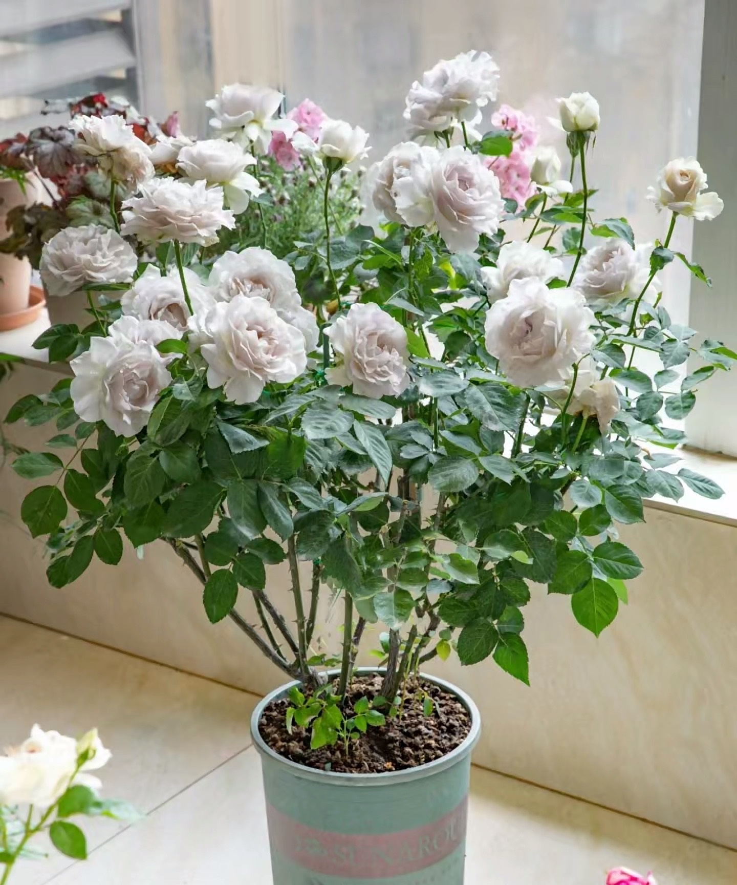 直立紧凑,适合庭院地栽,阳台盆栽等,生性皮莎菲天使月季莎菲天使图片