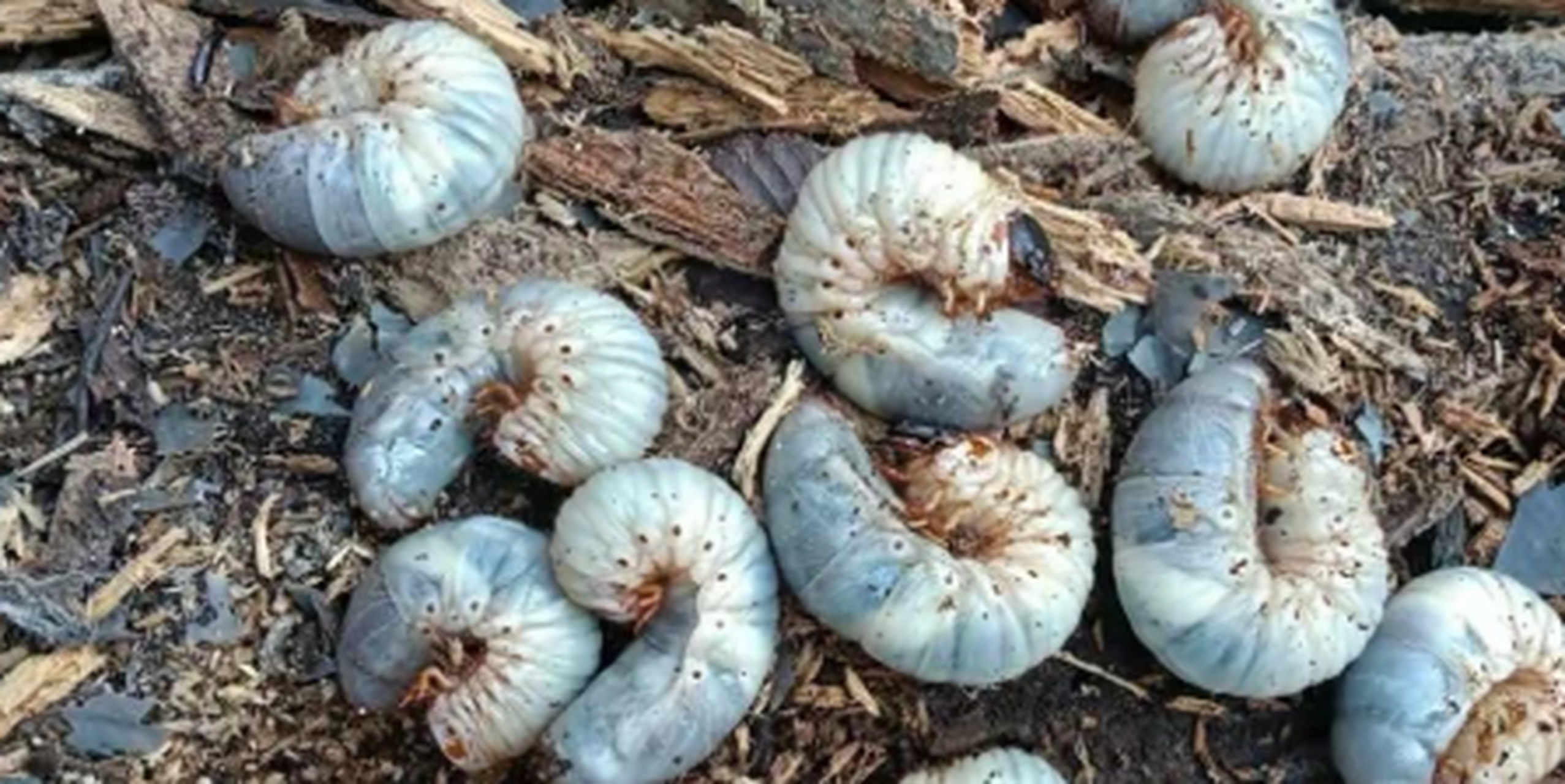 我们这里叫地狗子,你们见过这个没有呢