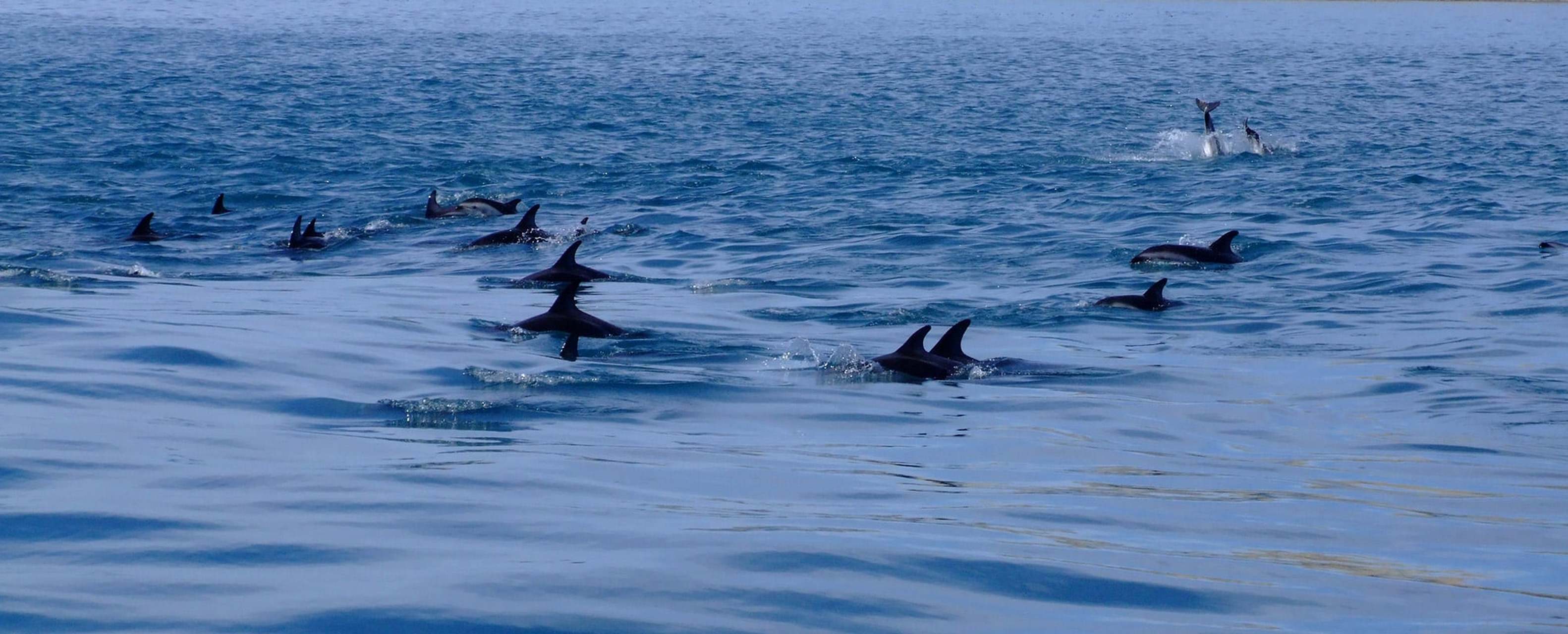 暗色斑纹海豚是一种中等体型的海豚,它的身上有黑色的条纹和斑点,尾巴