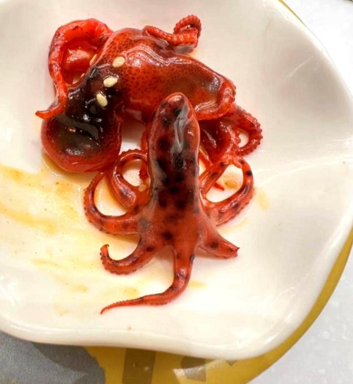 请问这种章鱼是什么品种?