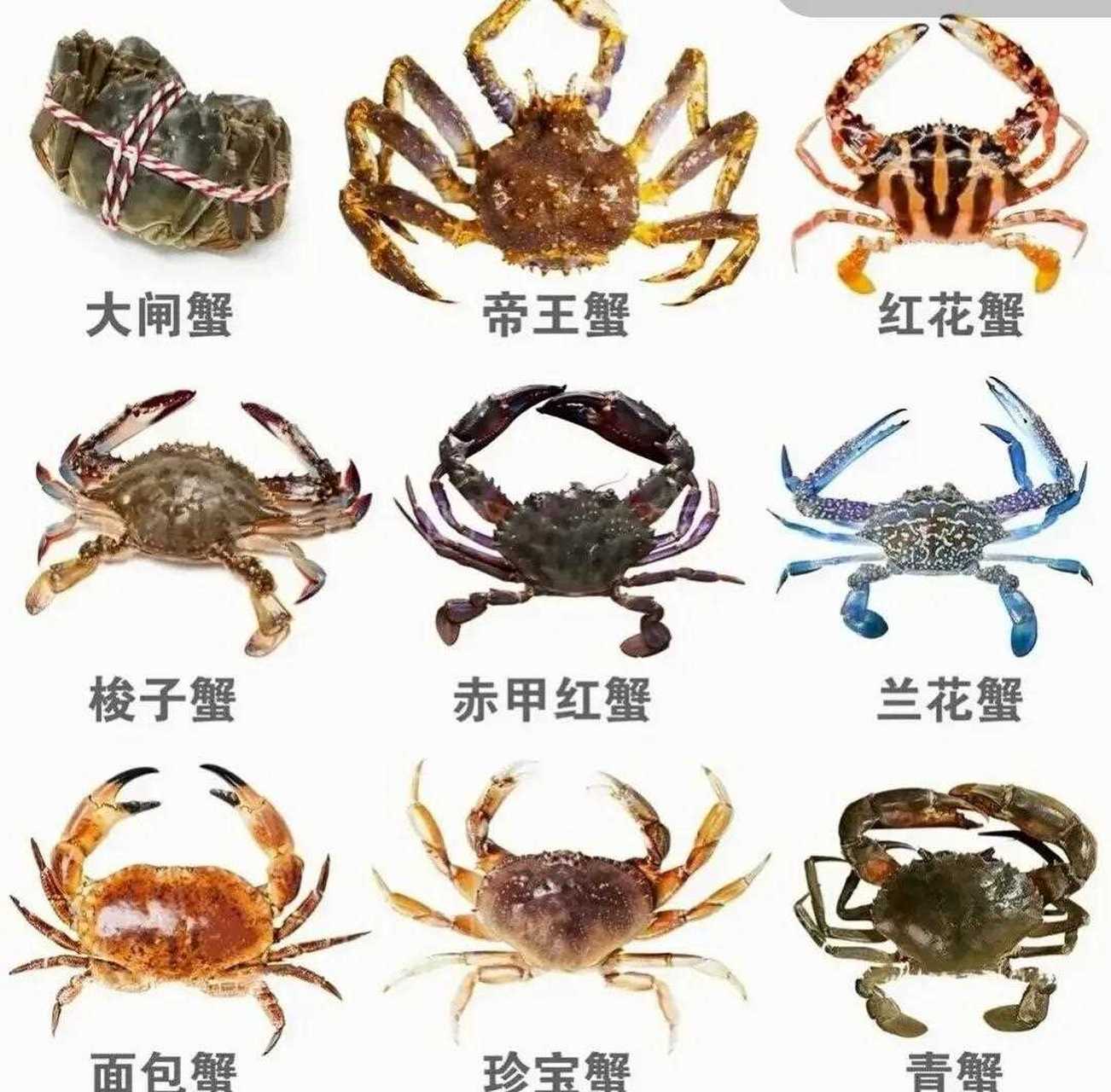 可能有很多朋友都不清楚了,今天我把螃蟹的种类和每种螃蟹的烹饪方式