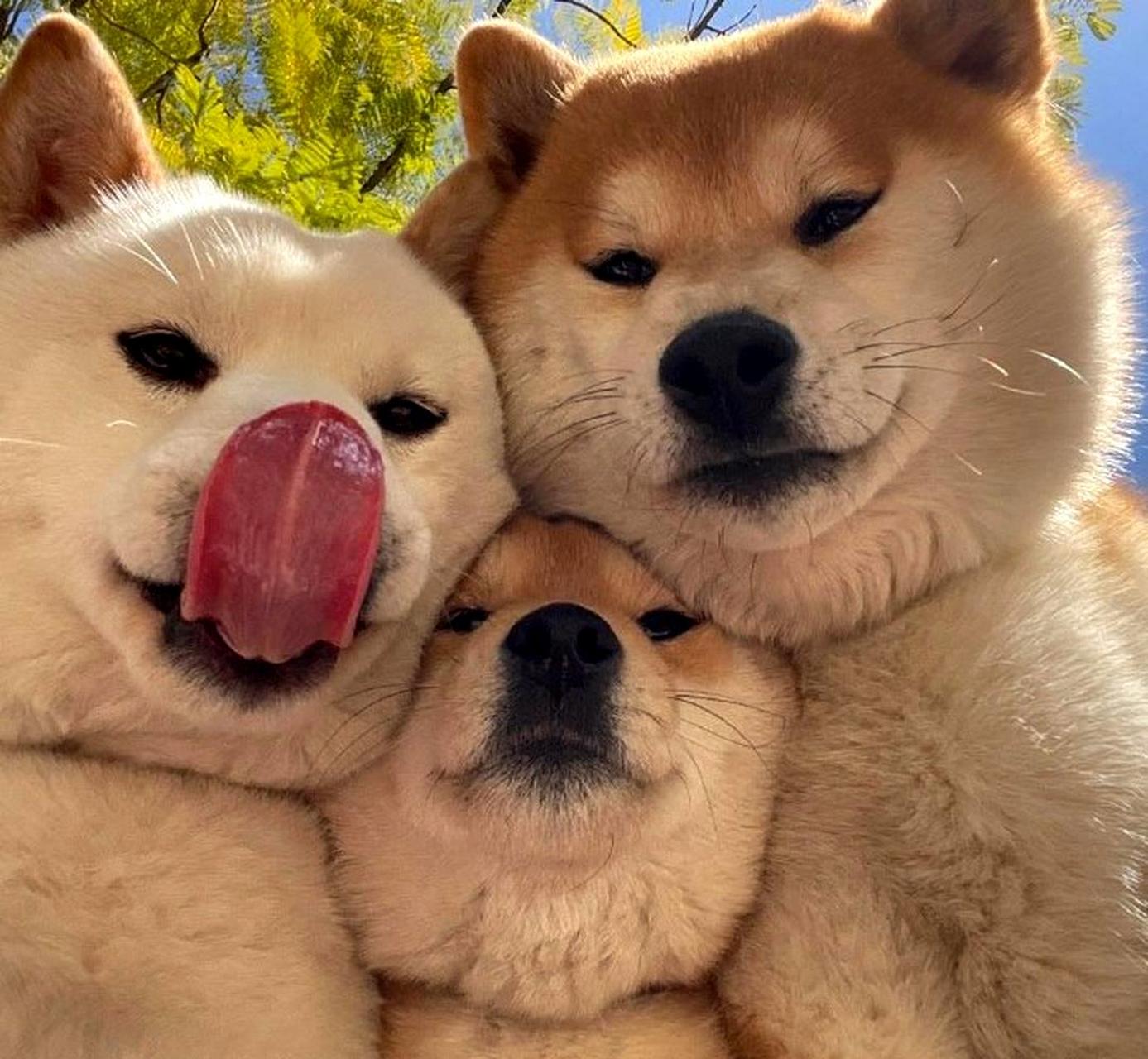 欢乐多的二哈爱狗,它是一只可爱的狗子.