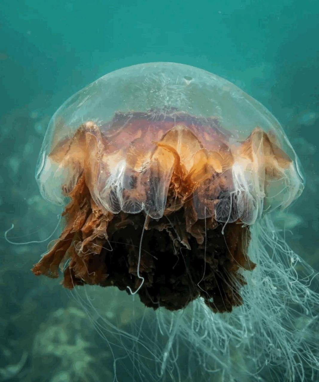 #领动计划# 看,但不要碰! 狮鬃水母强大的触须充满刺细胞,最长可达 3m