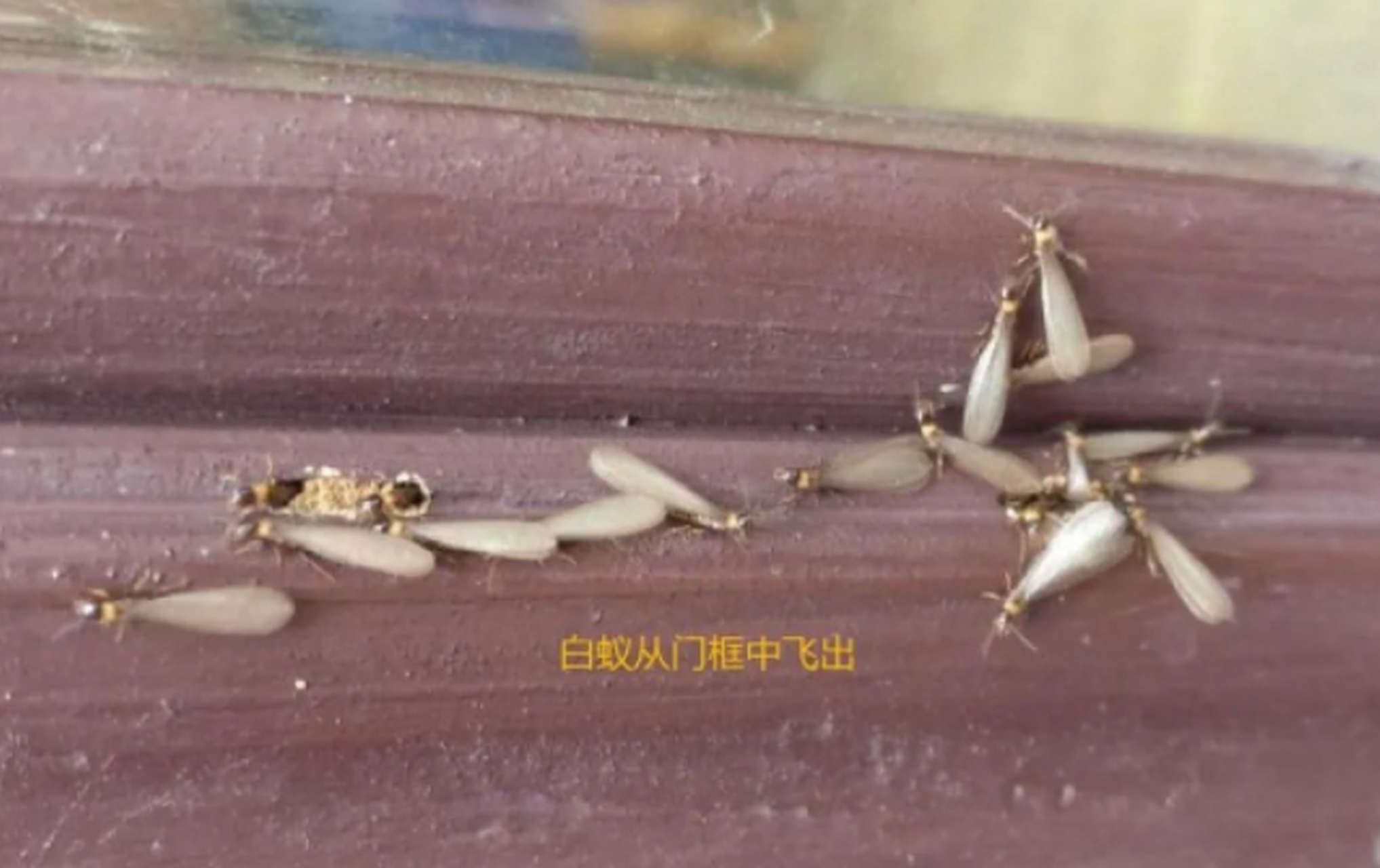 黑胸散白蚁:通常在当年羽化,当年3-5月份分飞,分飞时间一般在11点