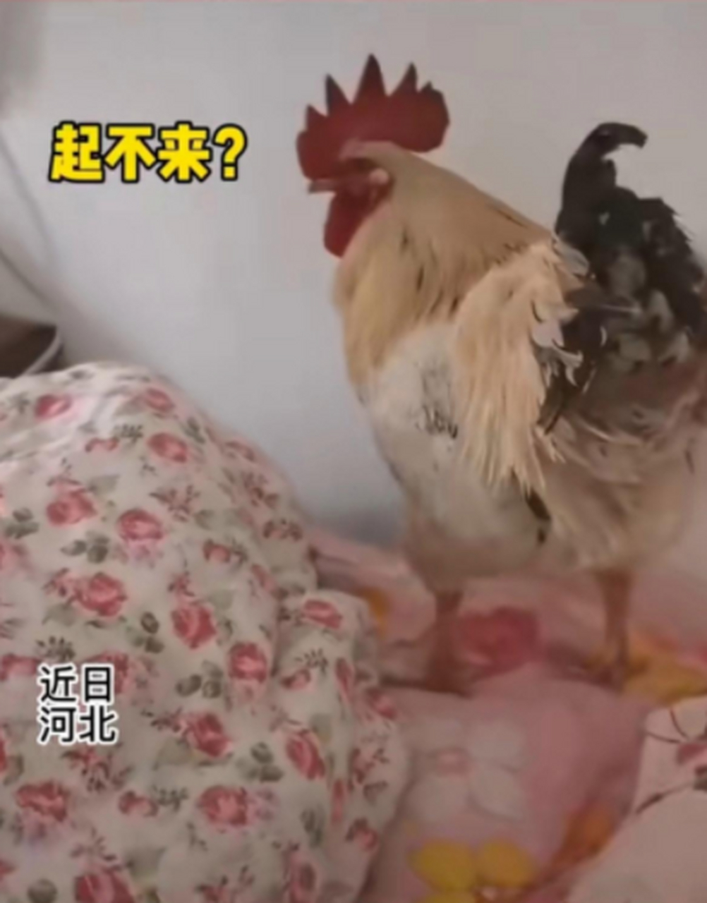 公鸡每天床头打鸣叫主人起床,这闹铃你想不想拥有?