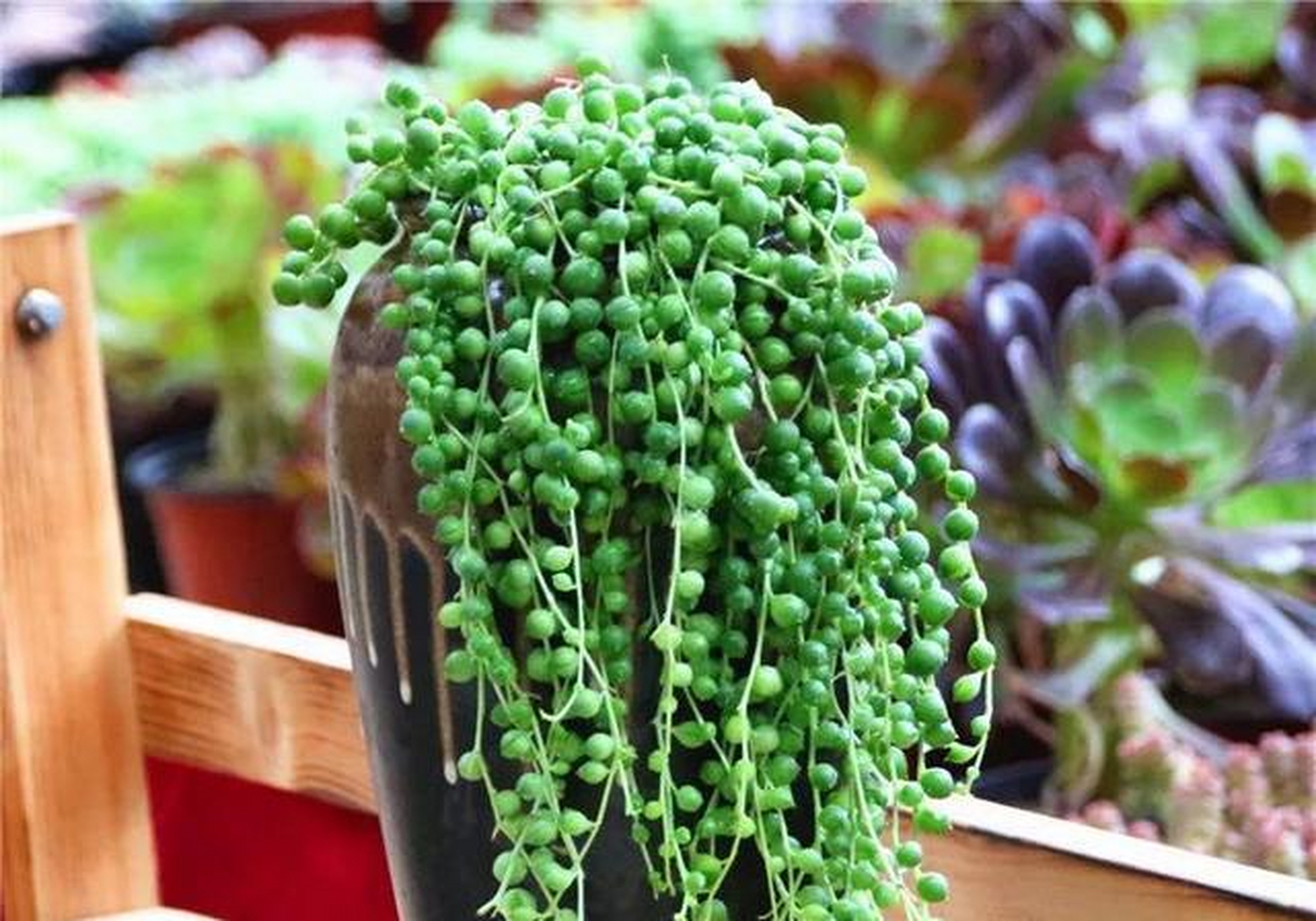 佛珠吊兰开花图片(佛珠吊兰的养殖方法和注意事项视频)