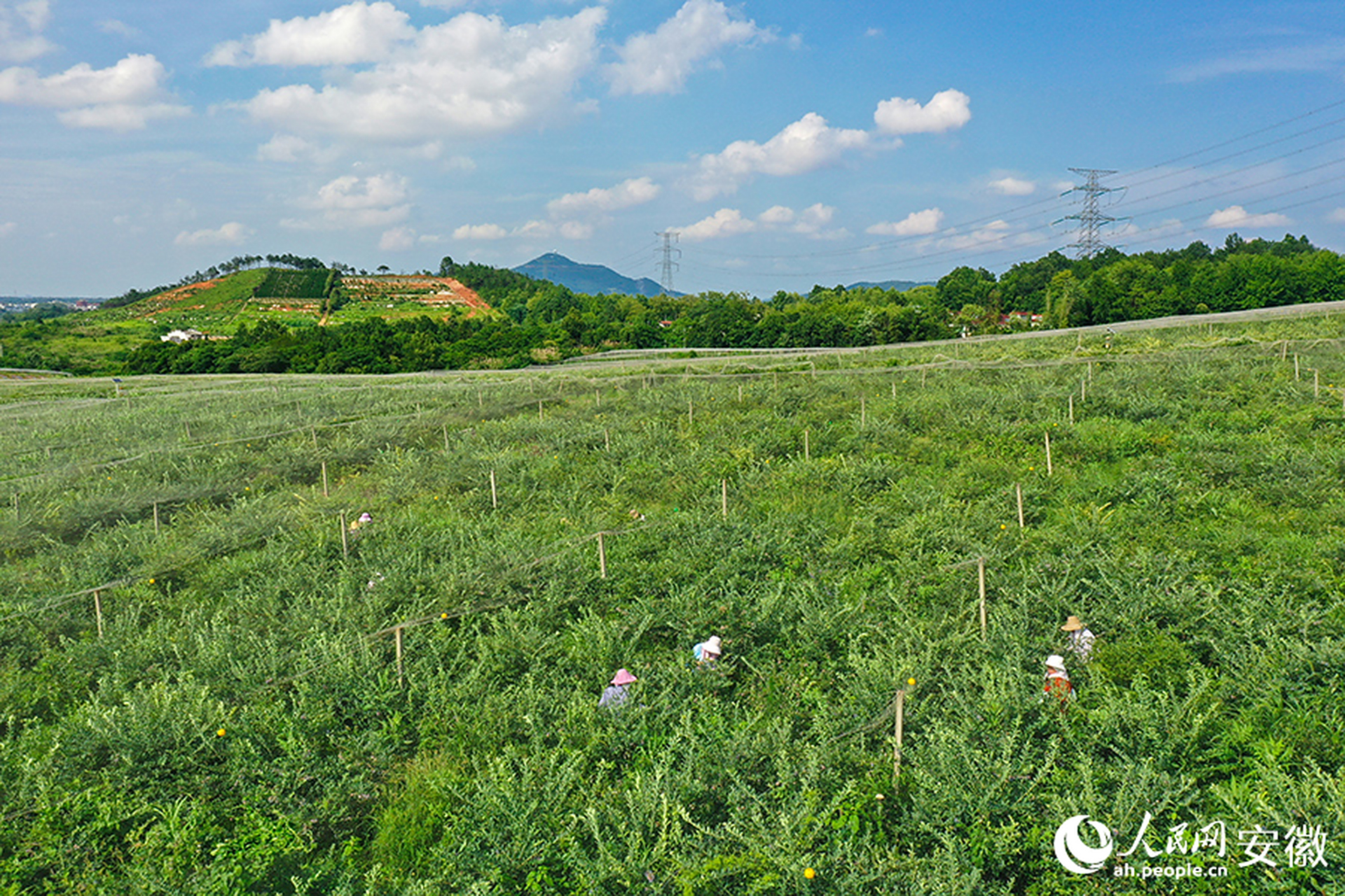 【安徽怀宁:小小蓝莓绘出"莓"好"蓝"图】 当下,正值蓝莓采摘旺季,在