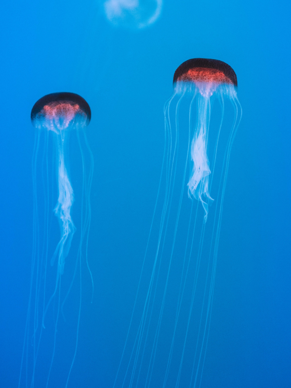 天草水母  01 学名:sanderia malayensis  01 别名:马来沙水母