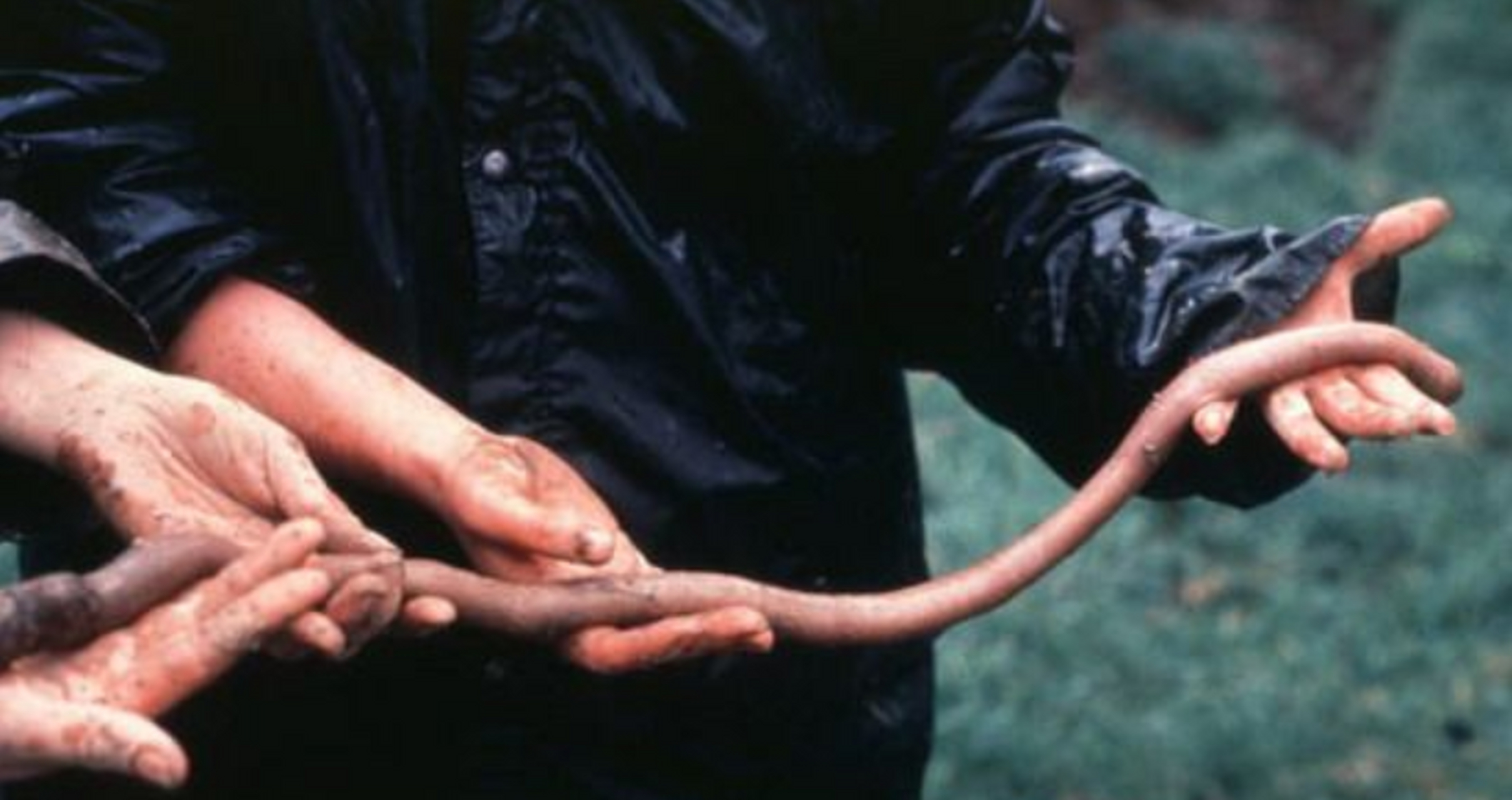 中国最大巨型蚯蚓曾经在四川被发现过,但是和世界上最大的巨型蚯蚓