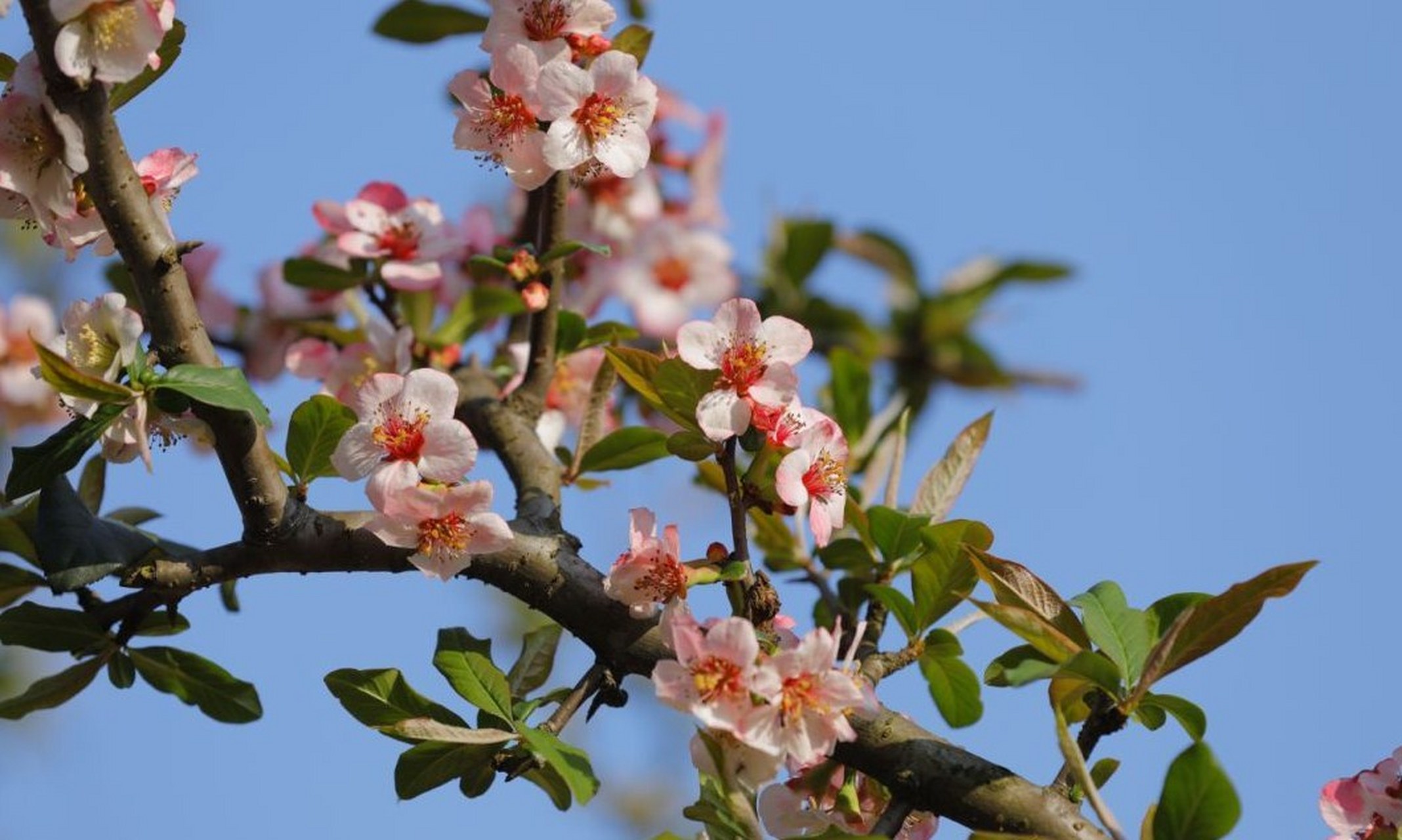 随着气温逐渐升高,蜂桶乡让水坝的木瓜树上含苞待放的花蕾不时地探出