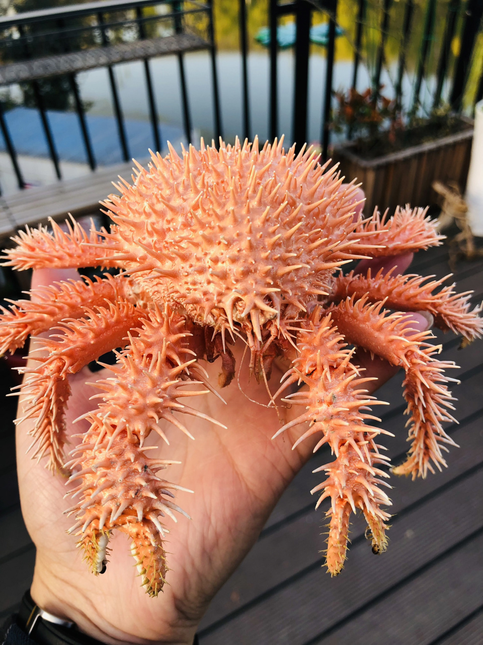 paralomis hystrix(de haan) 介绍:它是一种全身长满了刺的螃蟹,犹如