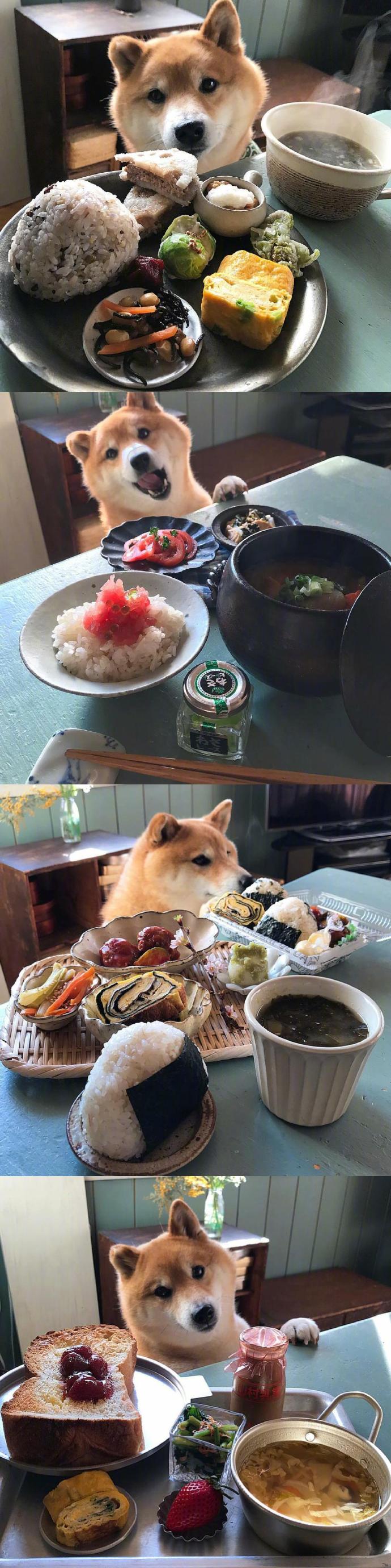 grapefruit柴犬和食物