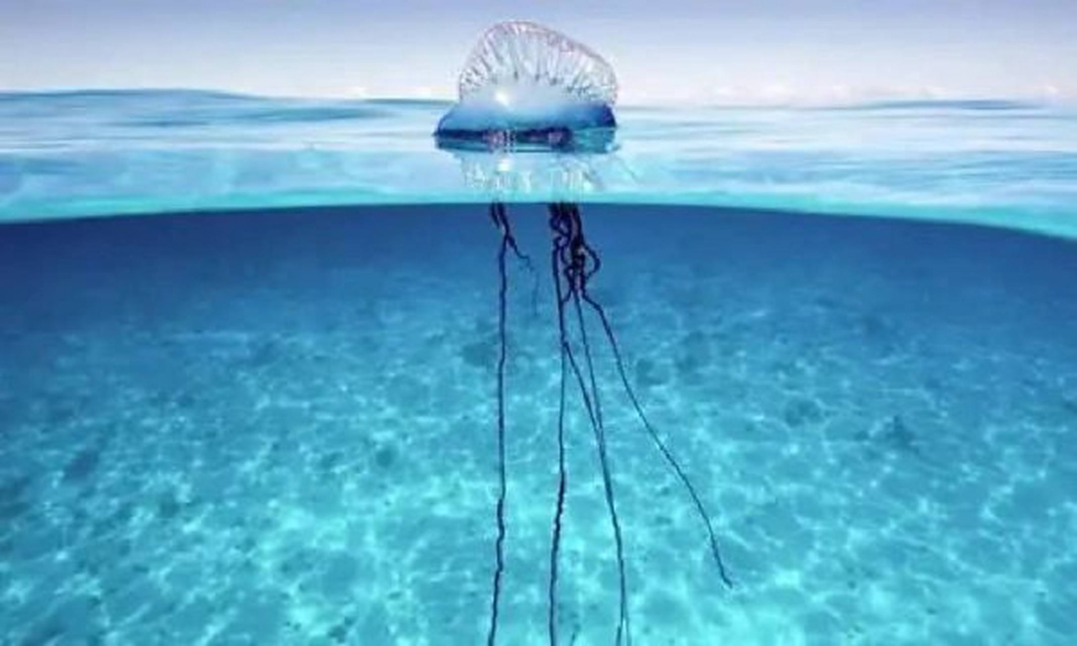 海洋生物-僧帽水母 又称大西洋战舰 7615剧毒!