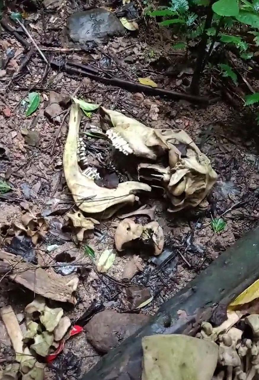 网友:在大山里面发现的一堆白骨,谁知道这是什么动物的骨头呢?