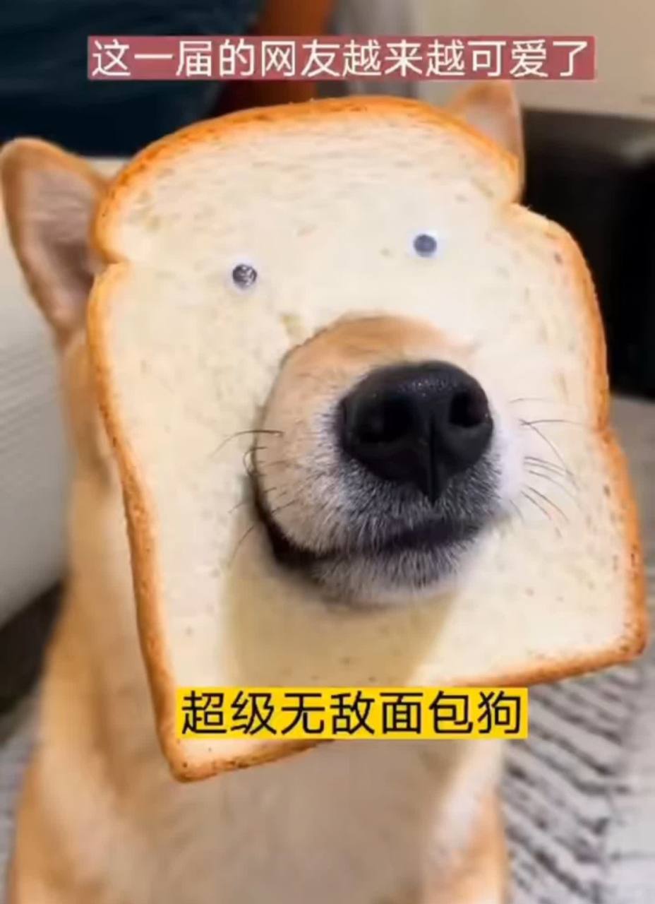 这只"面包狗"太可爱了,饿了就可以咬几口,实用又漂亮.[得意]