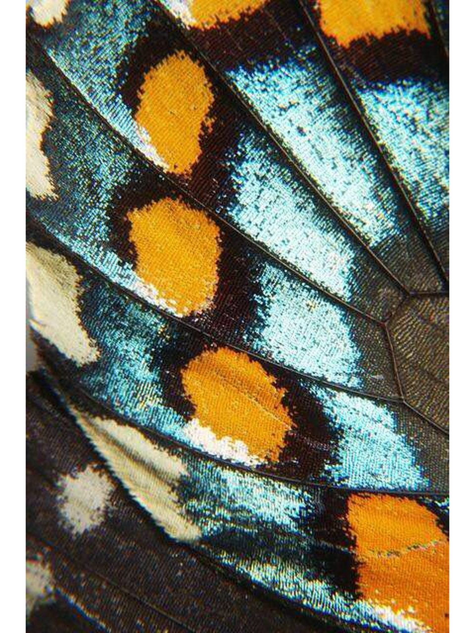 翅舞斑斓:蝴蝶翅膀纹路美学与狂野图腾之探秘