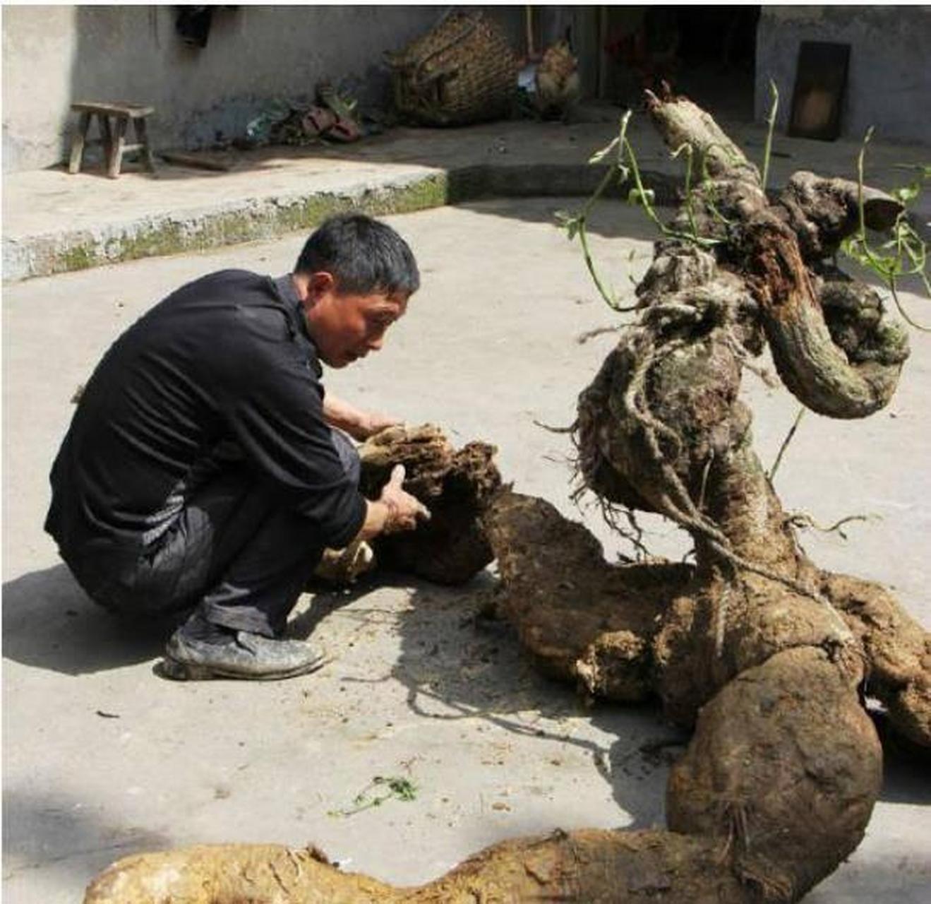 挖到人形树根的村民名叫宋顺民,生活于四川乐山市的