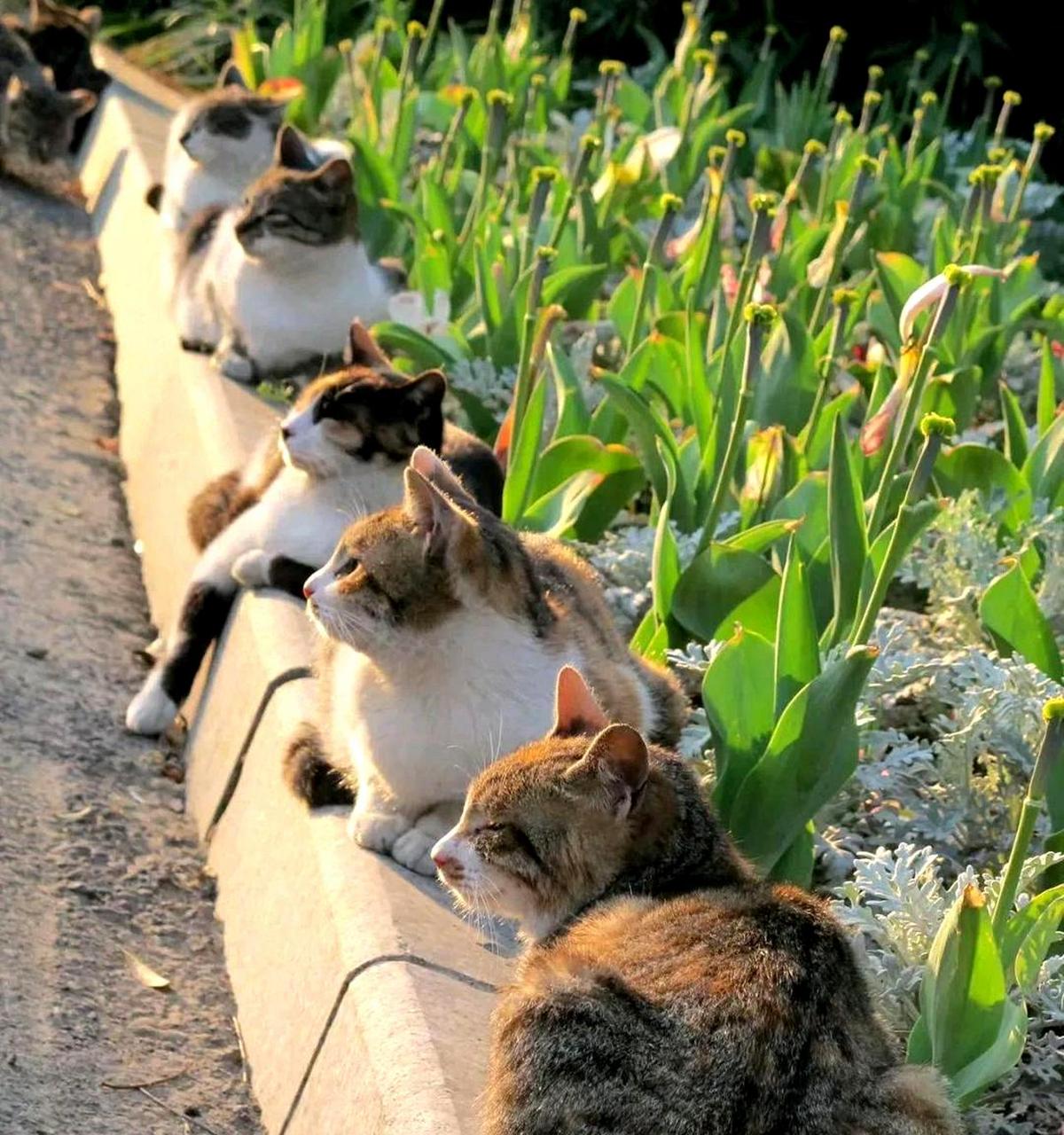 在公园散步时,发现有很多猫,推测这一公里范围内可能没有老鼠存在.