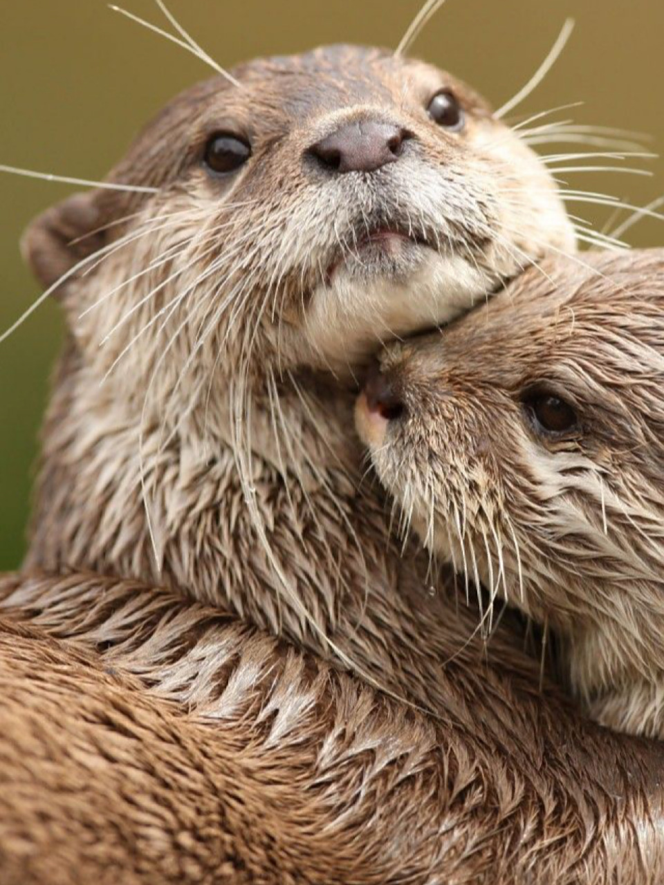 每天陪孩子一起瞧动物 名称:水獭(ta)(lutra lutra) 别名:獭猫,鱼猫