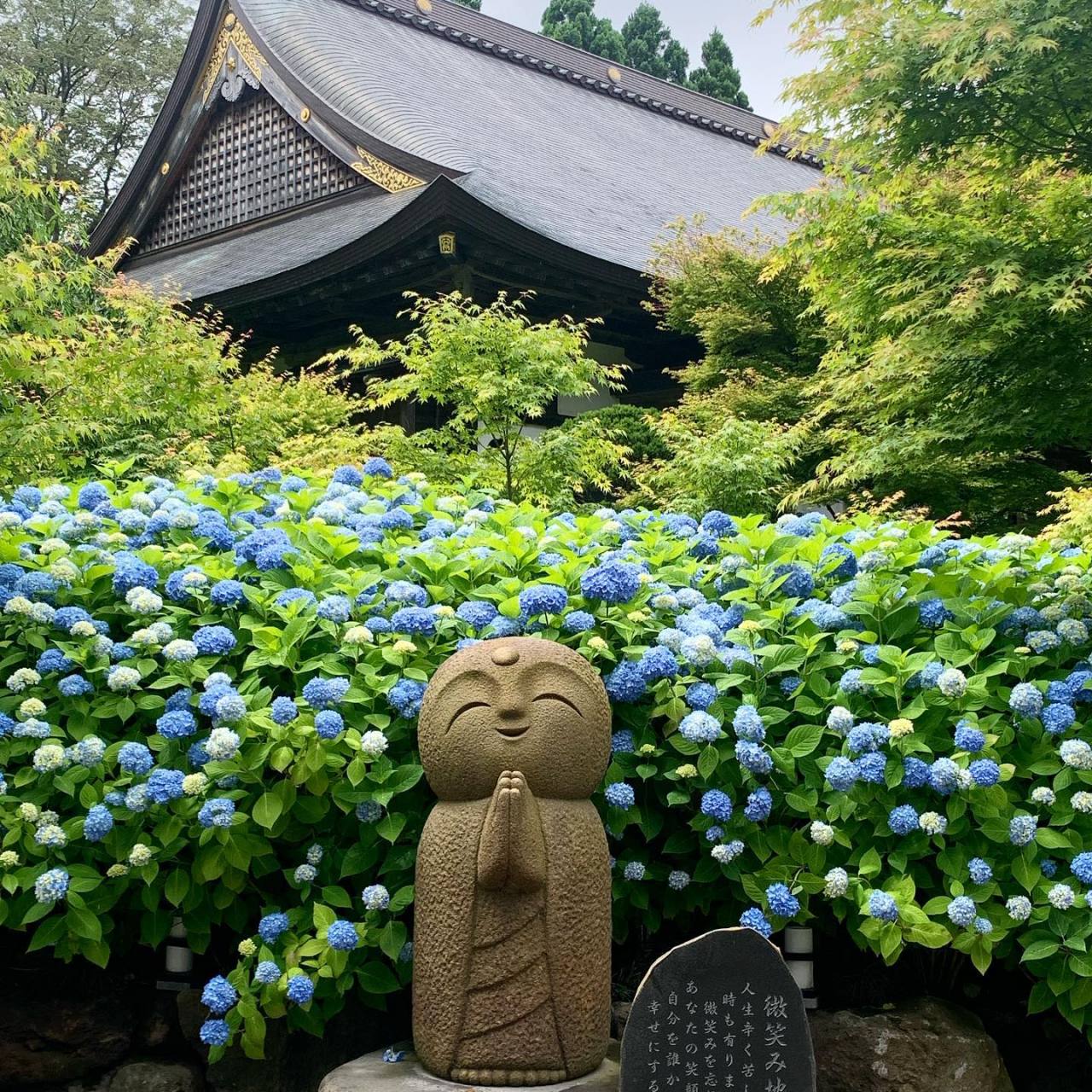 素有"紫阳花寺"之称的云昌寺,院内一整片蓝色紫阳花(又名绣球花),绽放