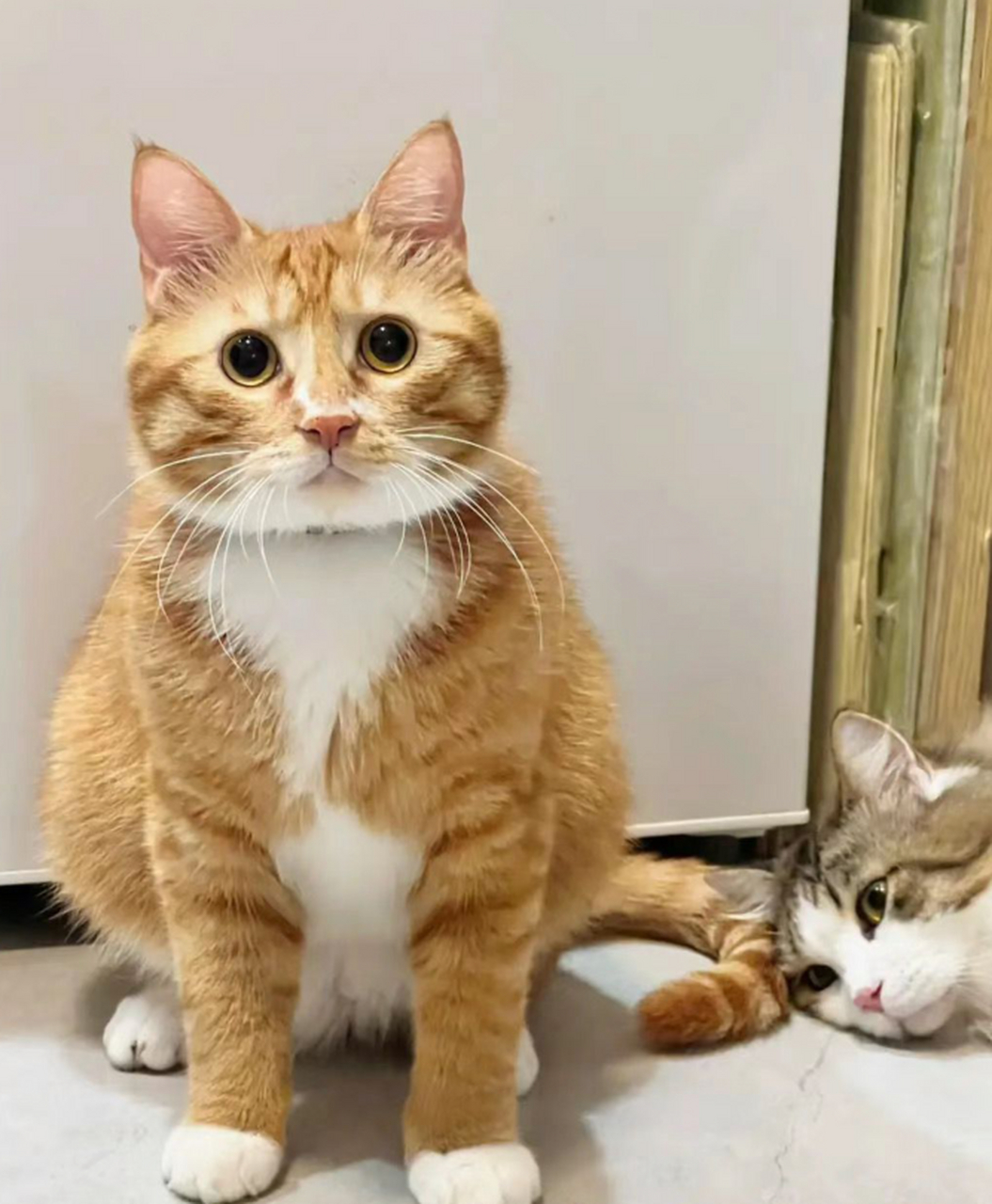 看来看去,柑橘我中华大橘猫,也是很漂亮的嘛!毕竟我们要以大橘为重!